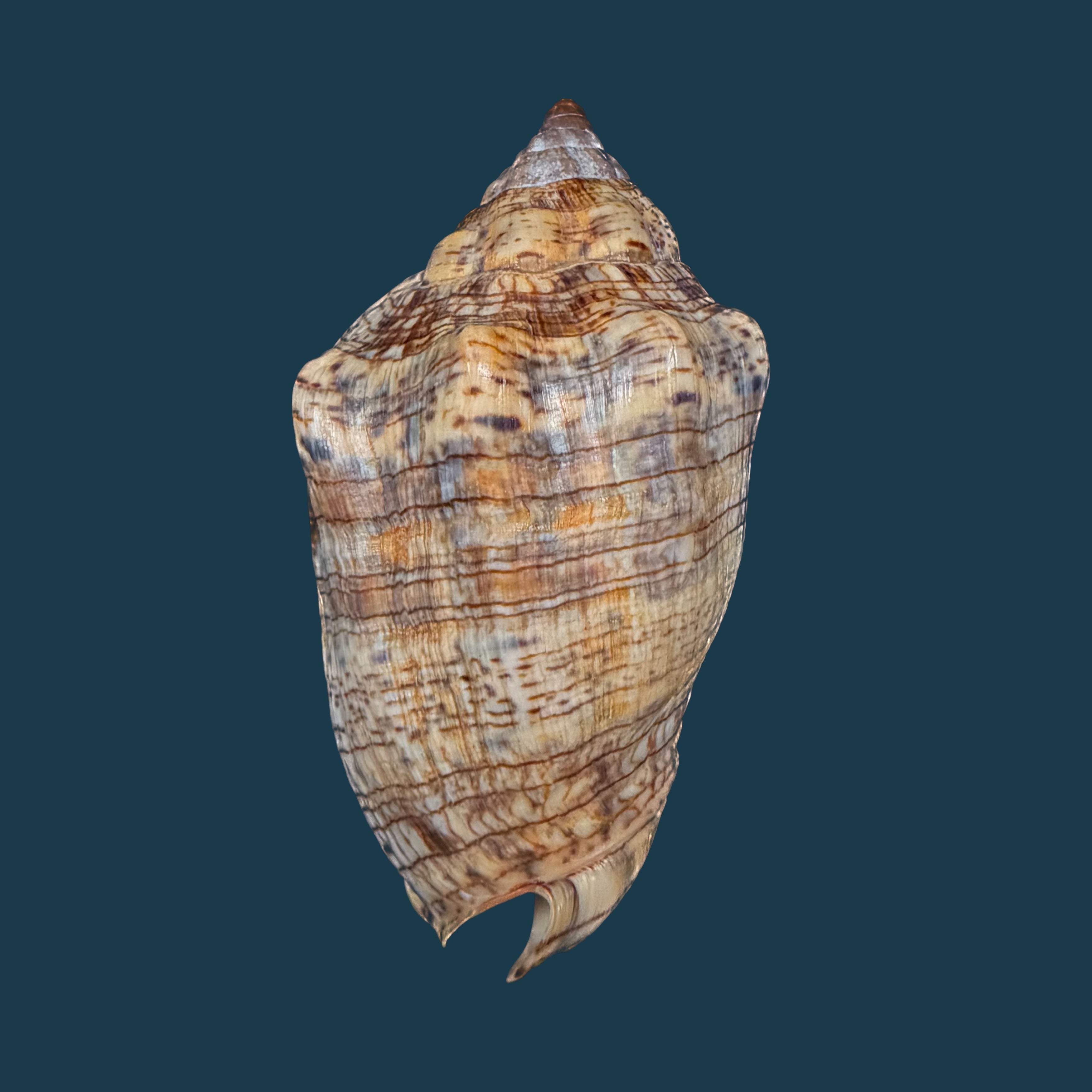 Voluta musica guinaica Lamarck, 1811 - 72,7mm