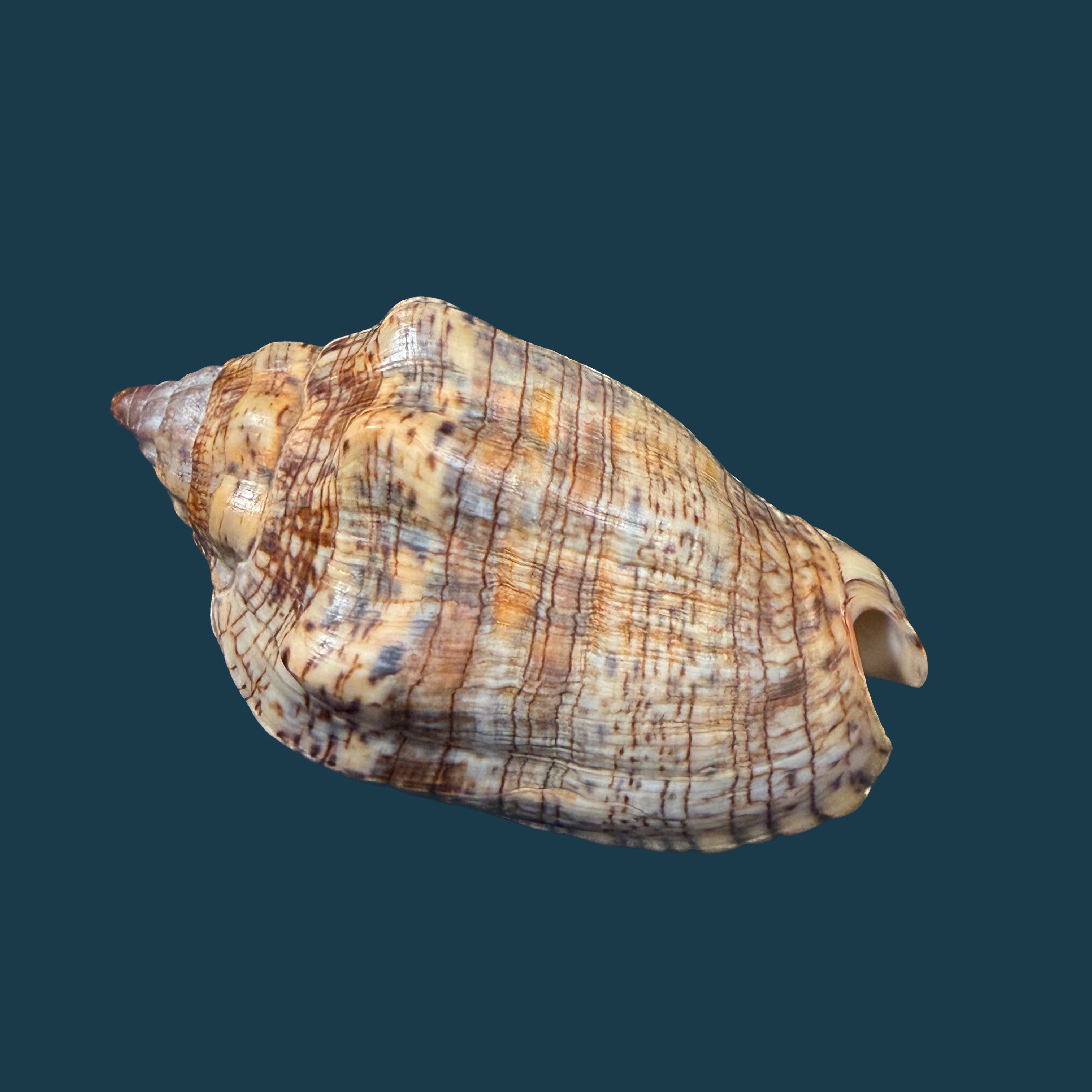 Voluta musica guinaica Lamarck, 1811 - 72,7mm