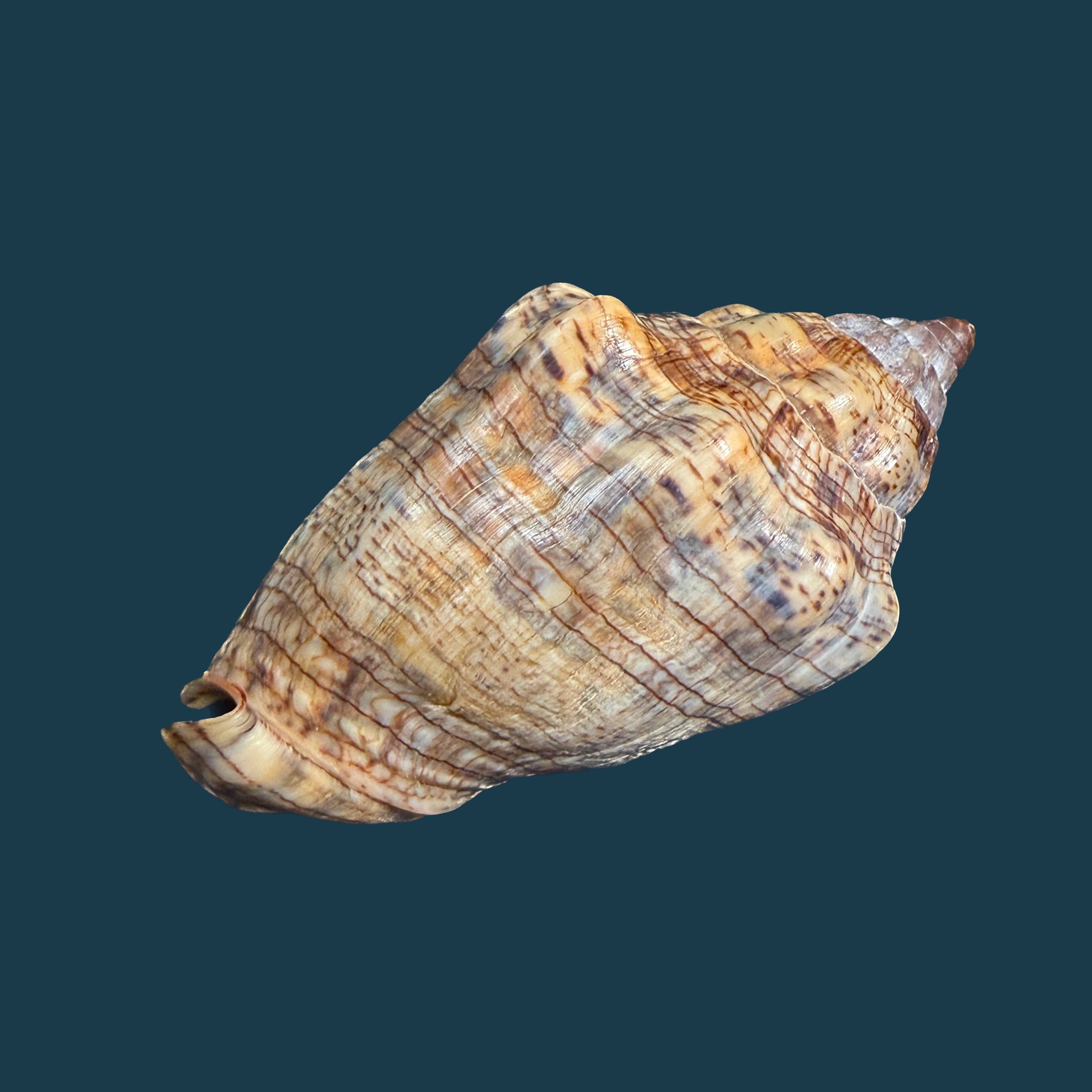 Voluta musica guinaica Lamarck, 1811 - 72,7mm