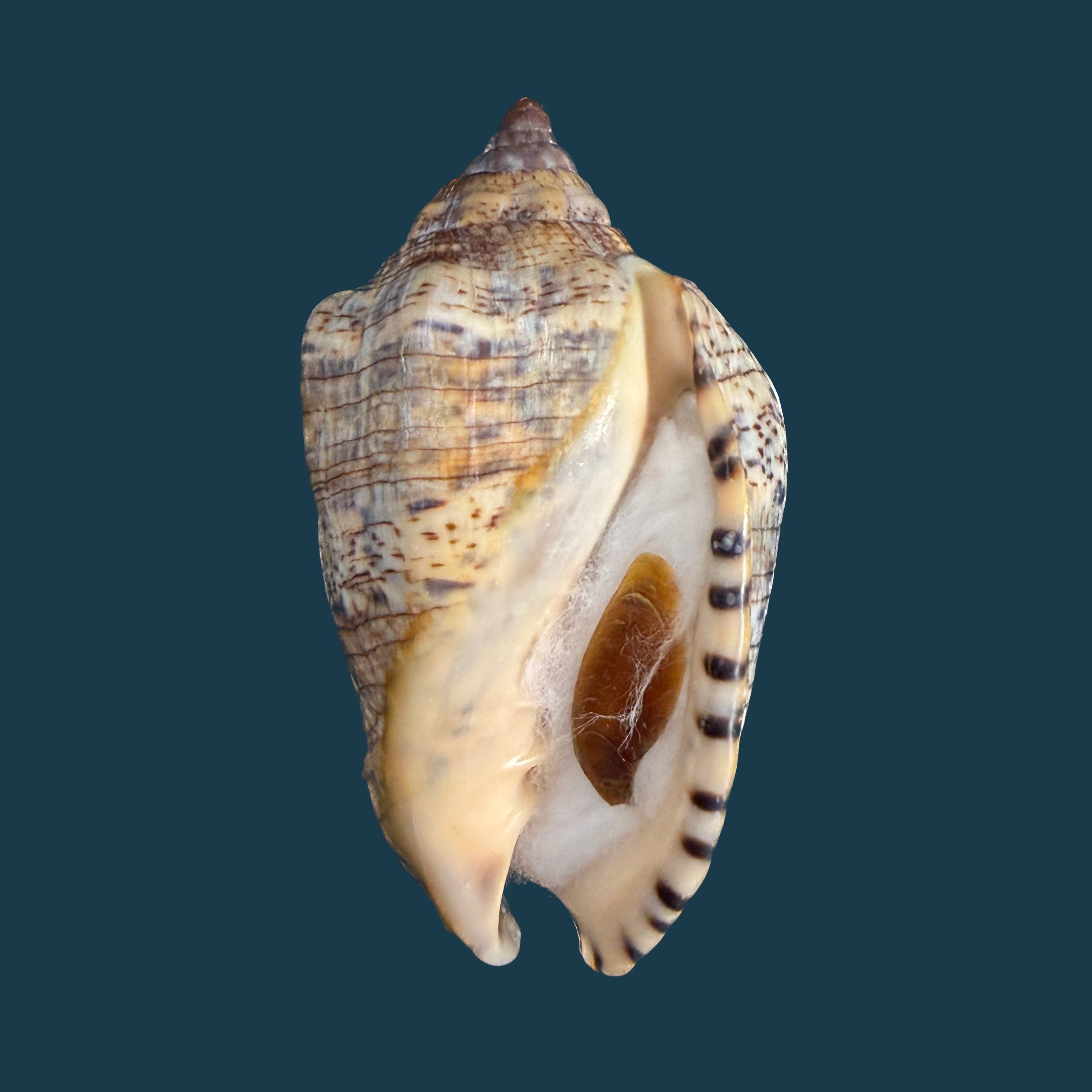 Voluta musica guinaica Lamarck, 1811 - 72,7mm