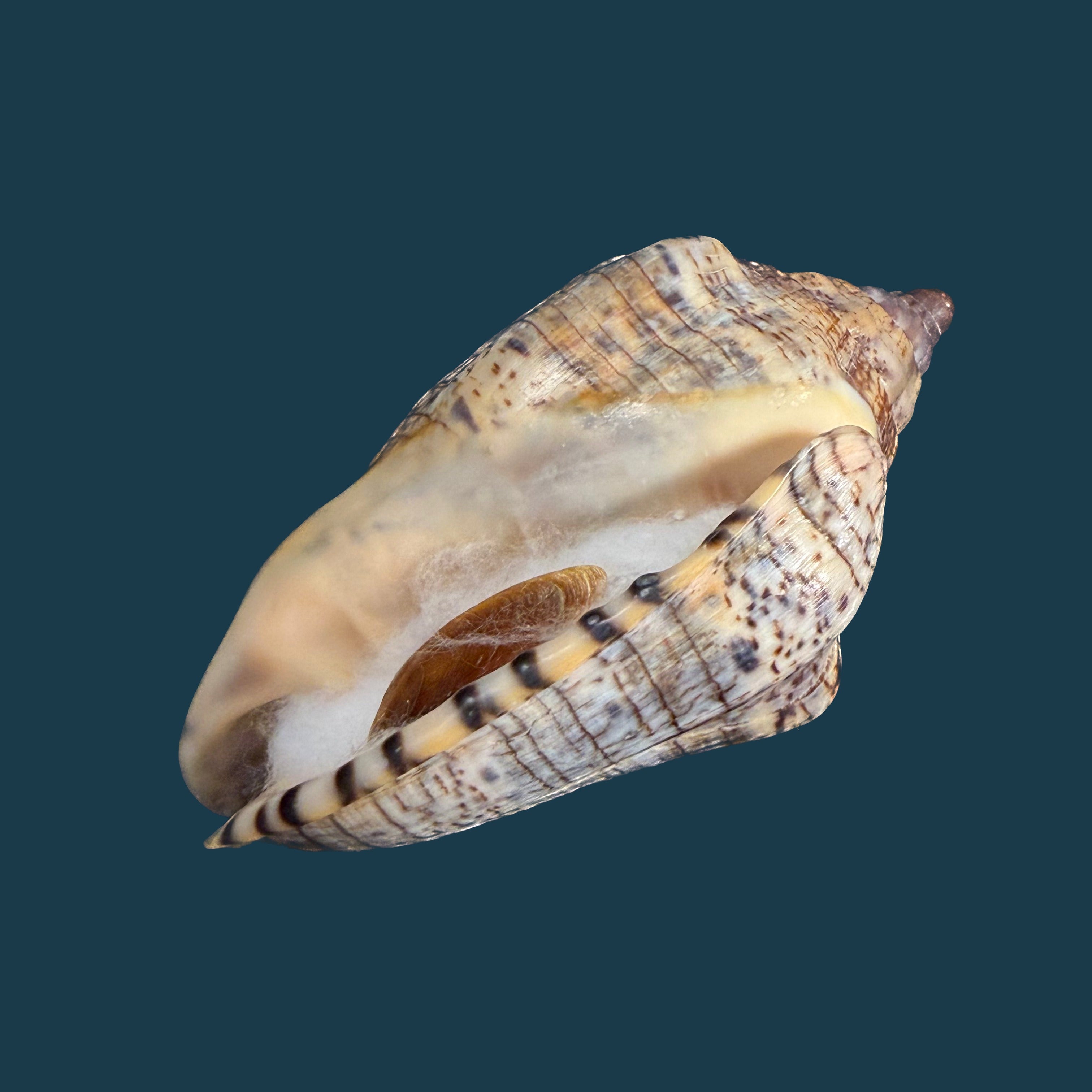 Voluta musica guinaica Lamarck, 1811 - 72,7mm