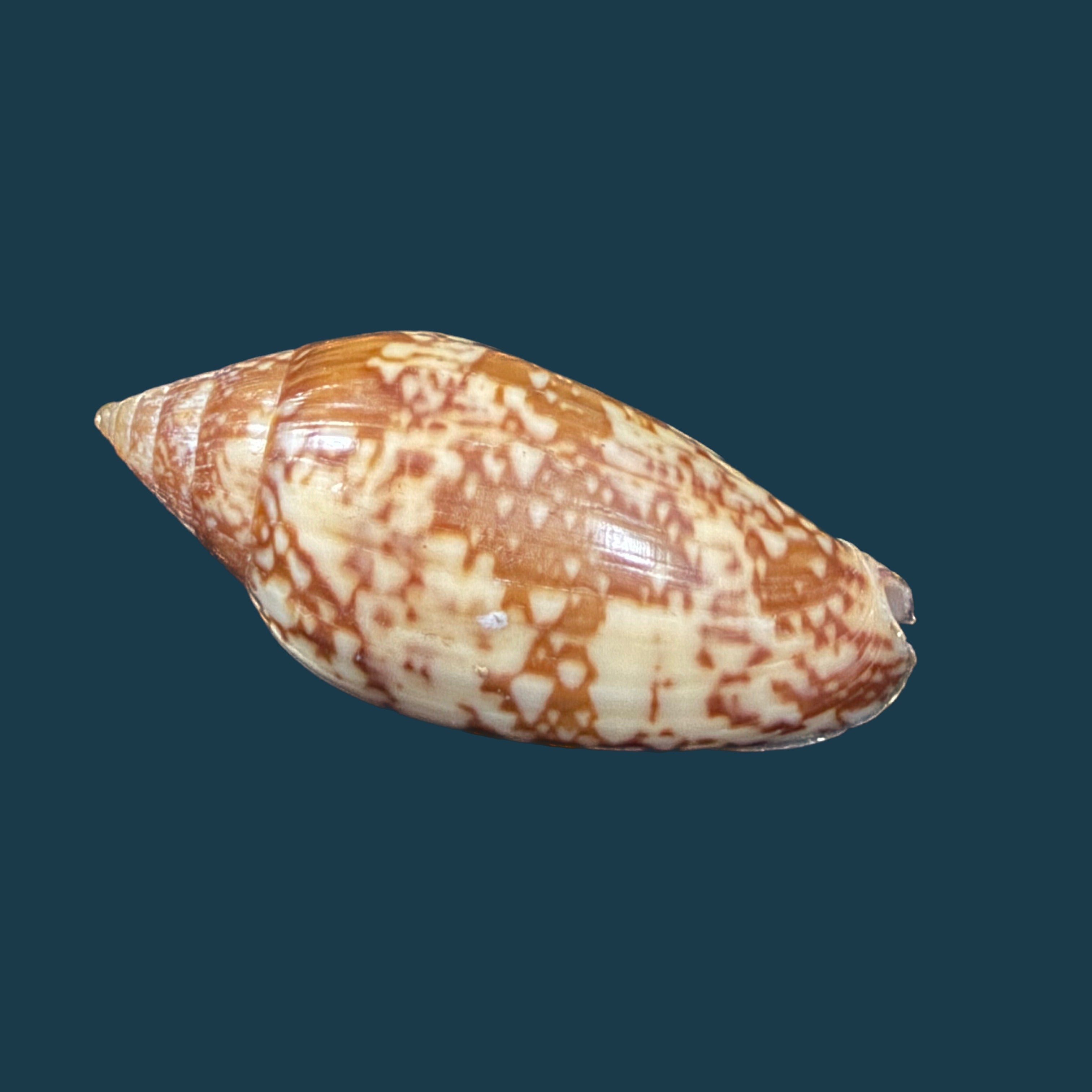 Plicoliva zelindae (Petuch, 1979) - 38,9mm
