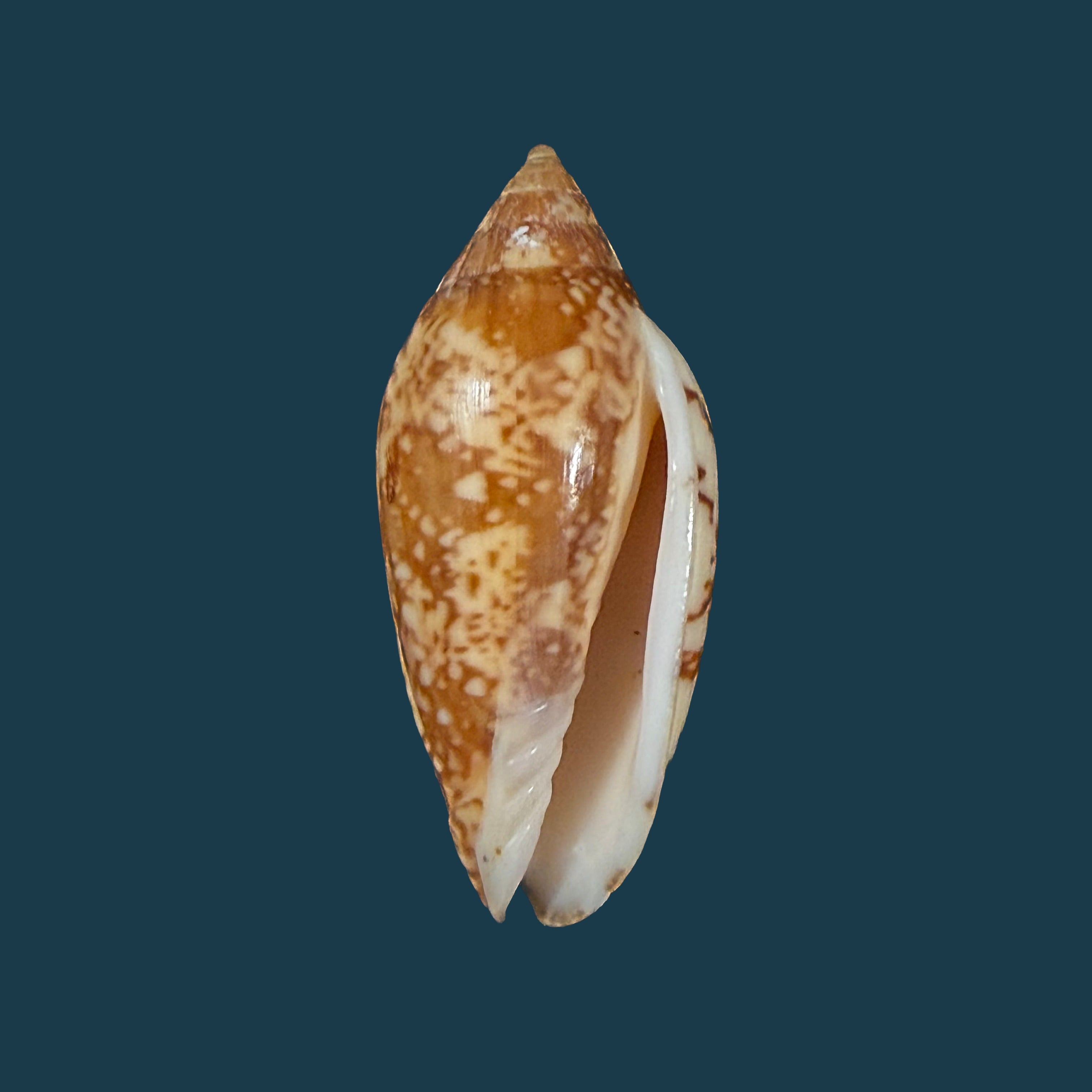 Plicoliva zelindae (Petuch, 1979) - 38,9mm