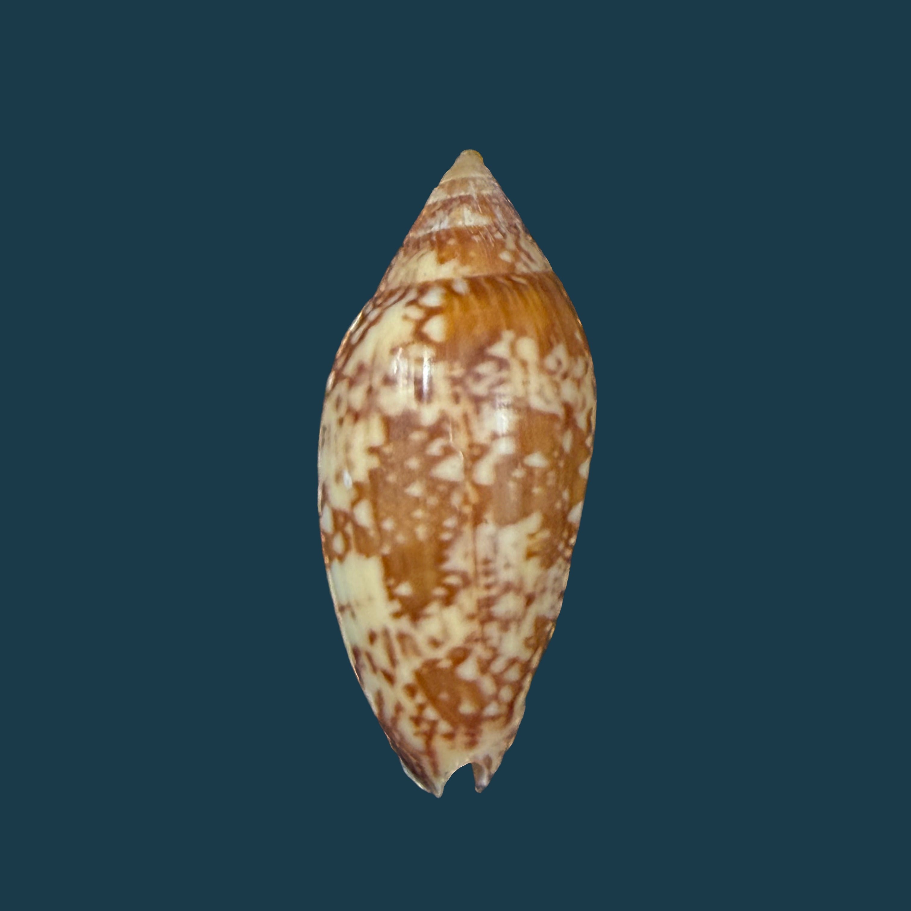 Plicoliva zelindae (Petuch, 1979) - 38,9mm