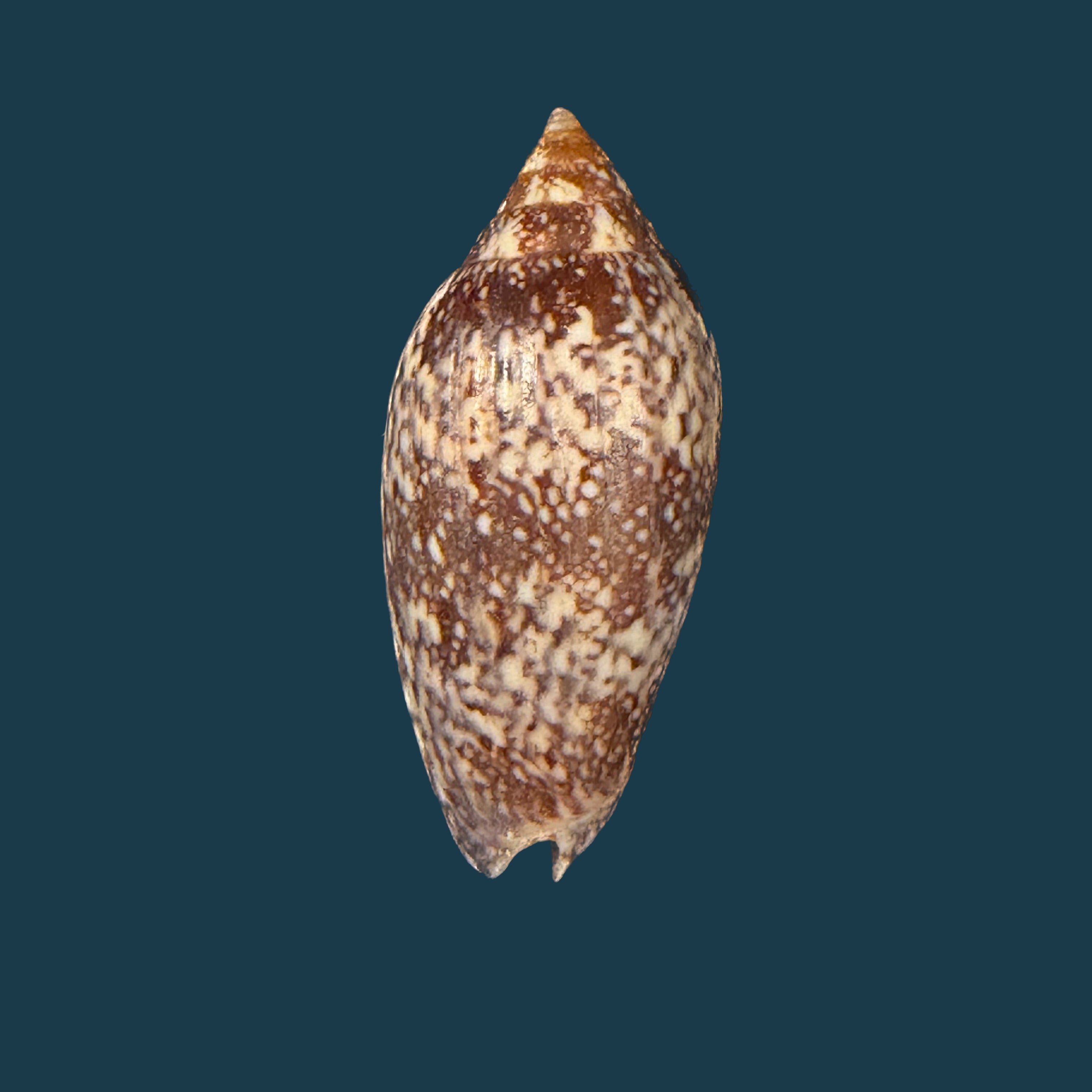 Plicoliva zelindae (Petuch, 1979) - 39,8mm