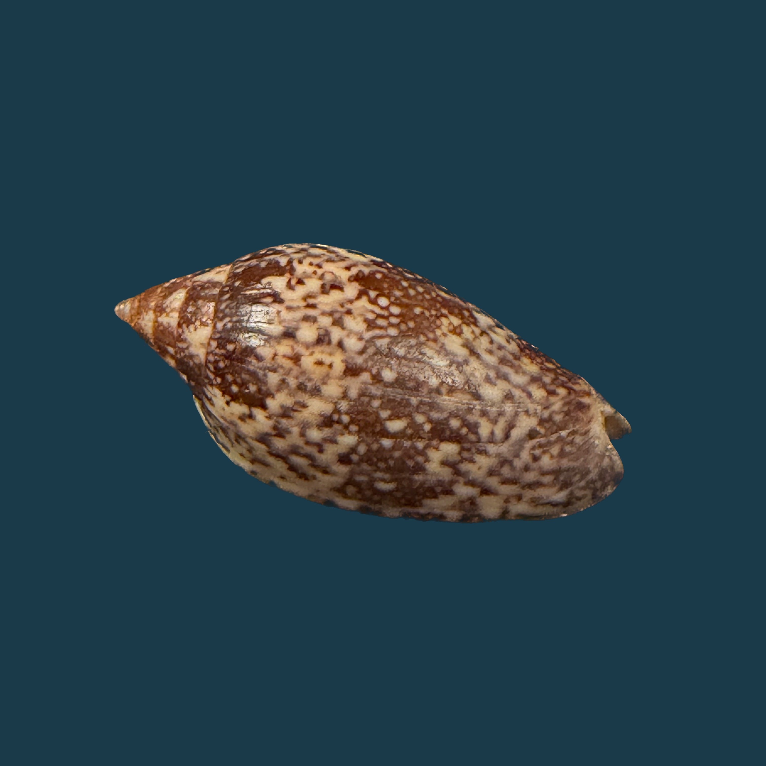 Plicoliva zelindae (Petuch, 1979) - 39,8mm