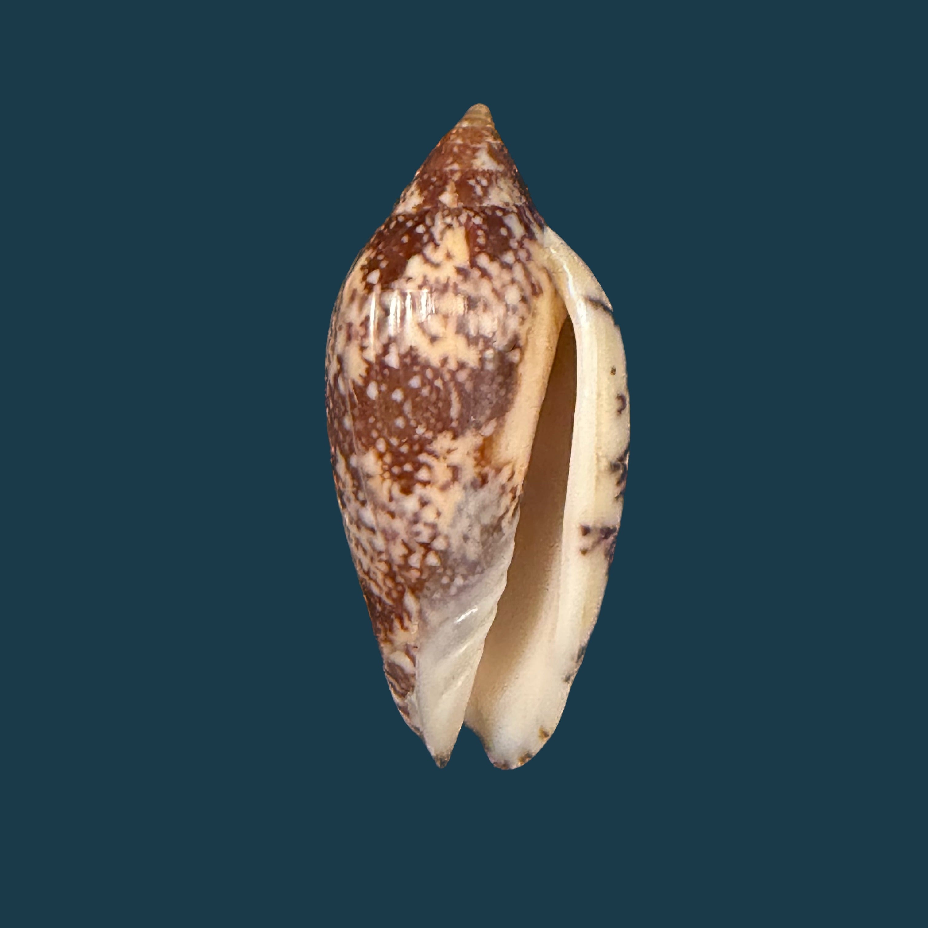 Plicoliva zelindae (Petuch, 1979) - 39,8mm