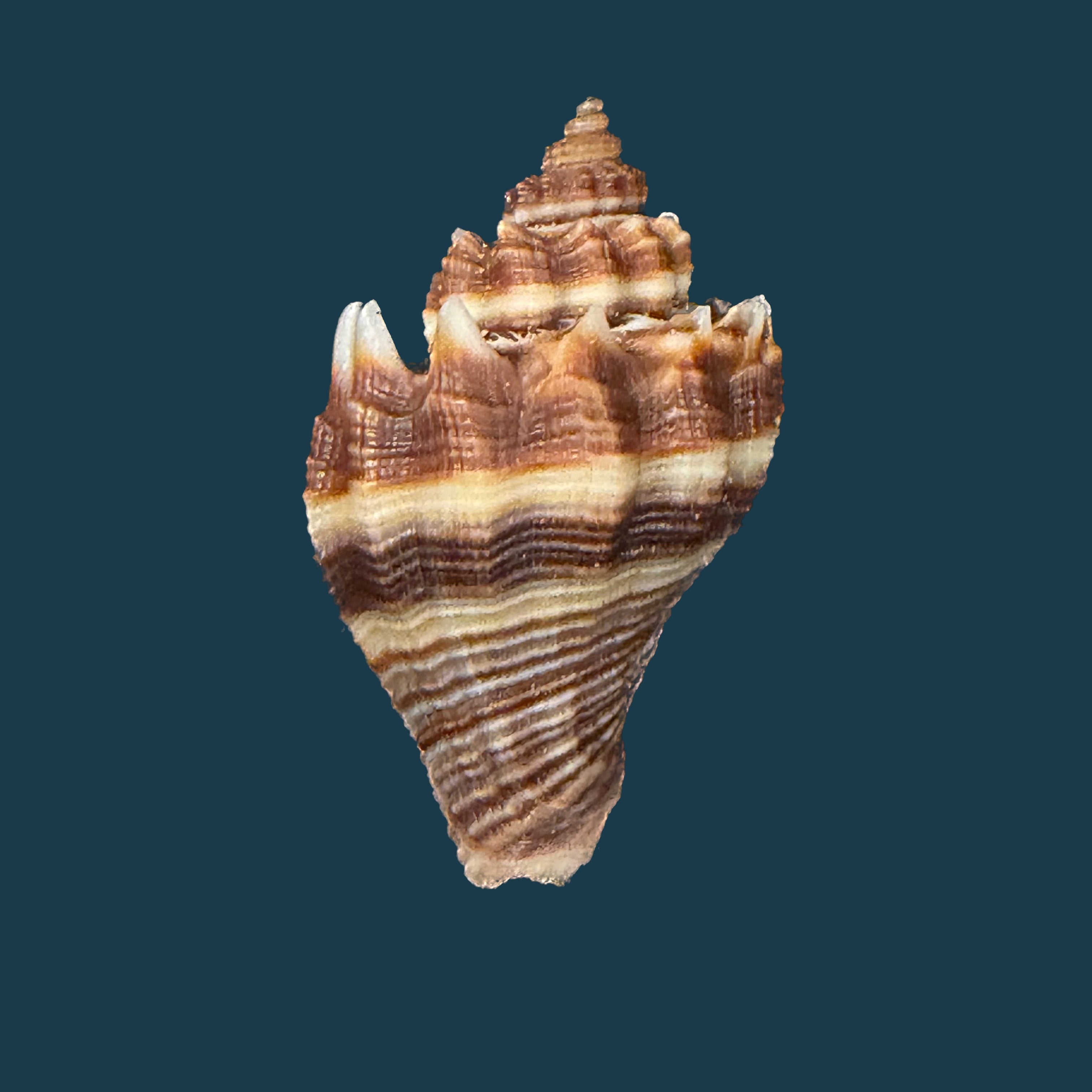 Melongena corona altispira Pilsbry & Vanatta, 1934 - 32,6mm