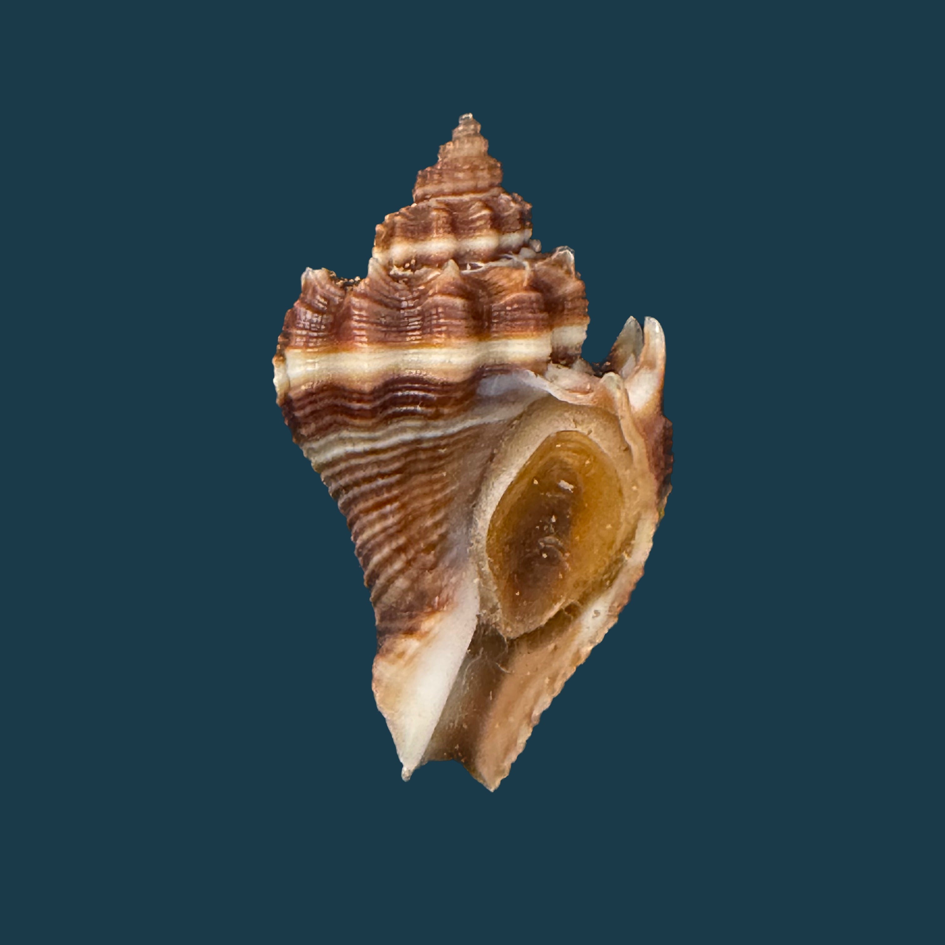 Melongena corona altispira Pilsbry & Vanatta, 1934 - 32,6mm