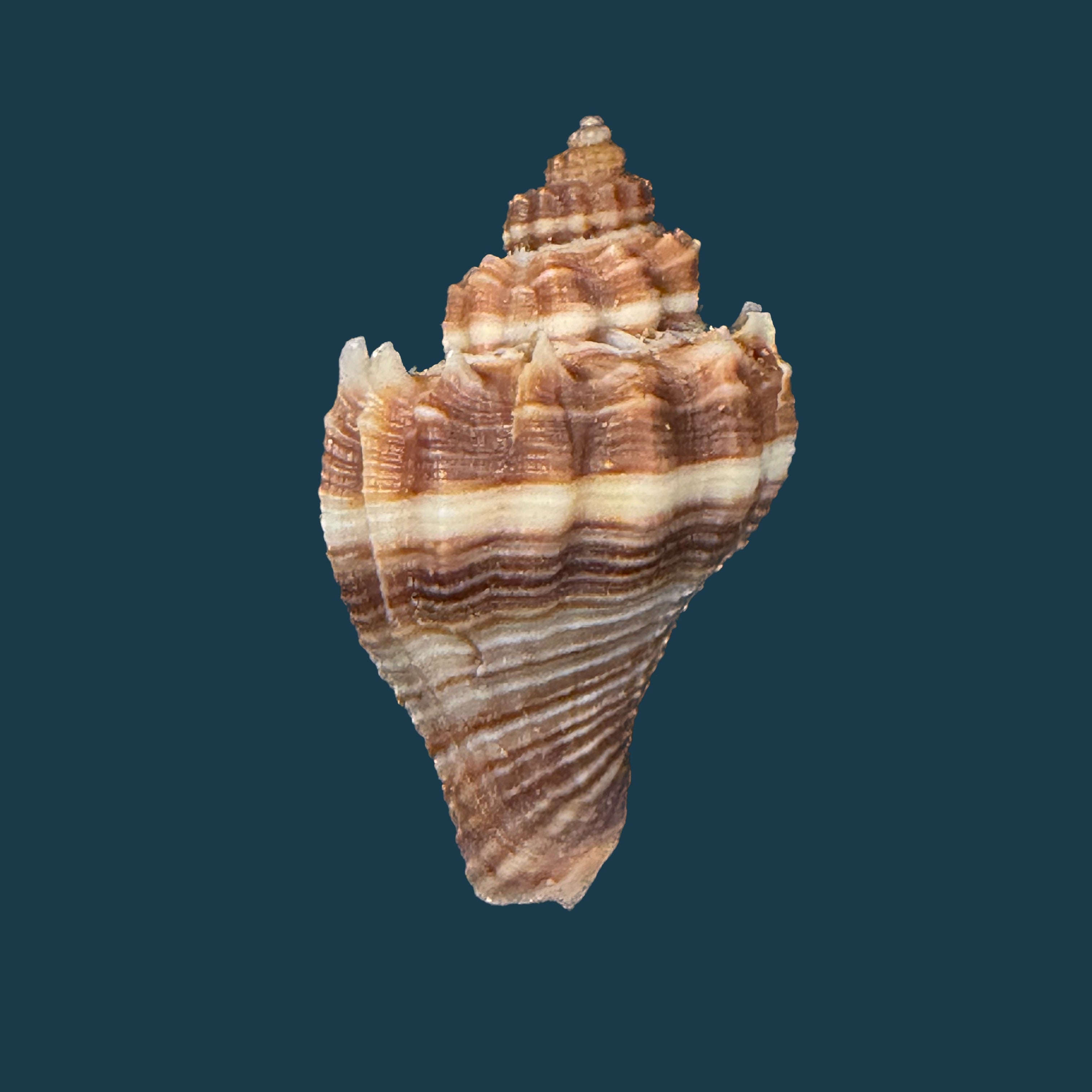 Melongena corona altispira Pilsbry & Vanatta, 1934 - 29,5mm