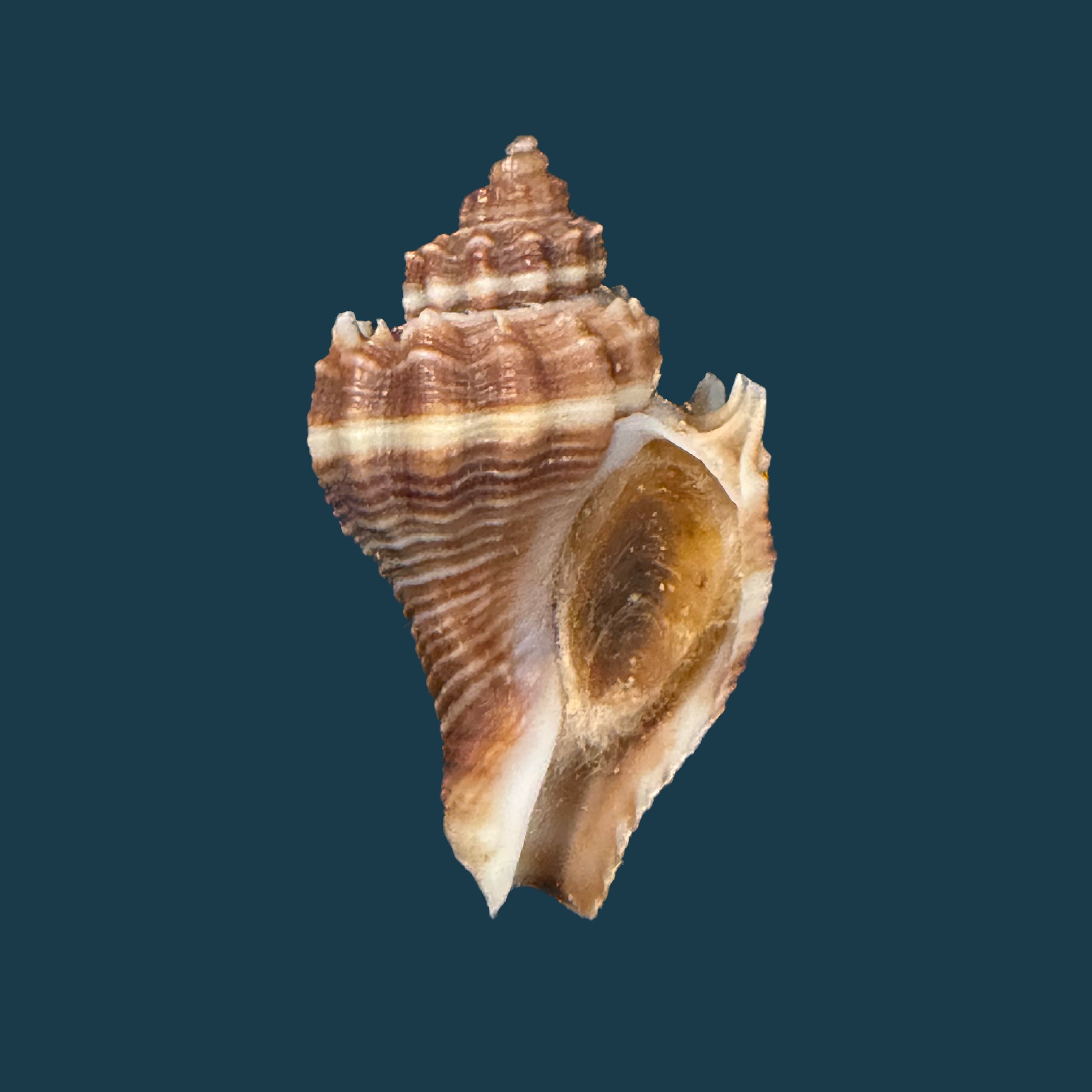 Melongena corona altispira Pilsbry & Vanatta, 1934 - 29,5mm
