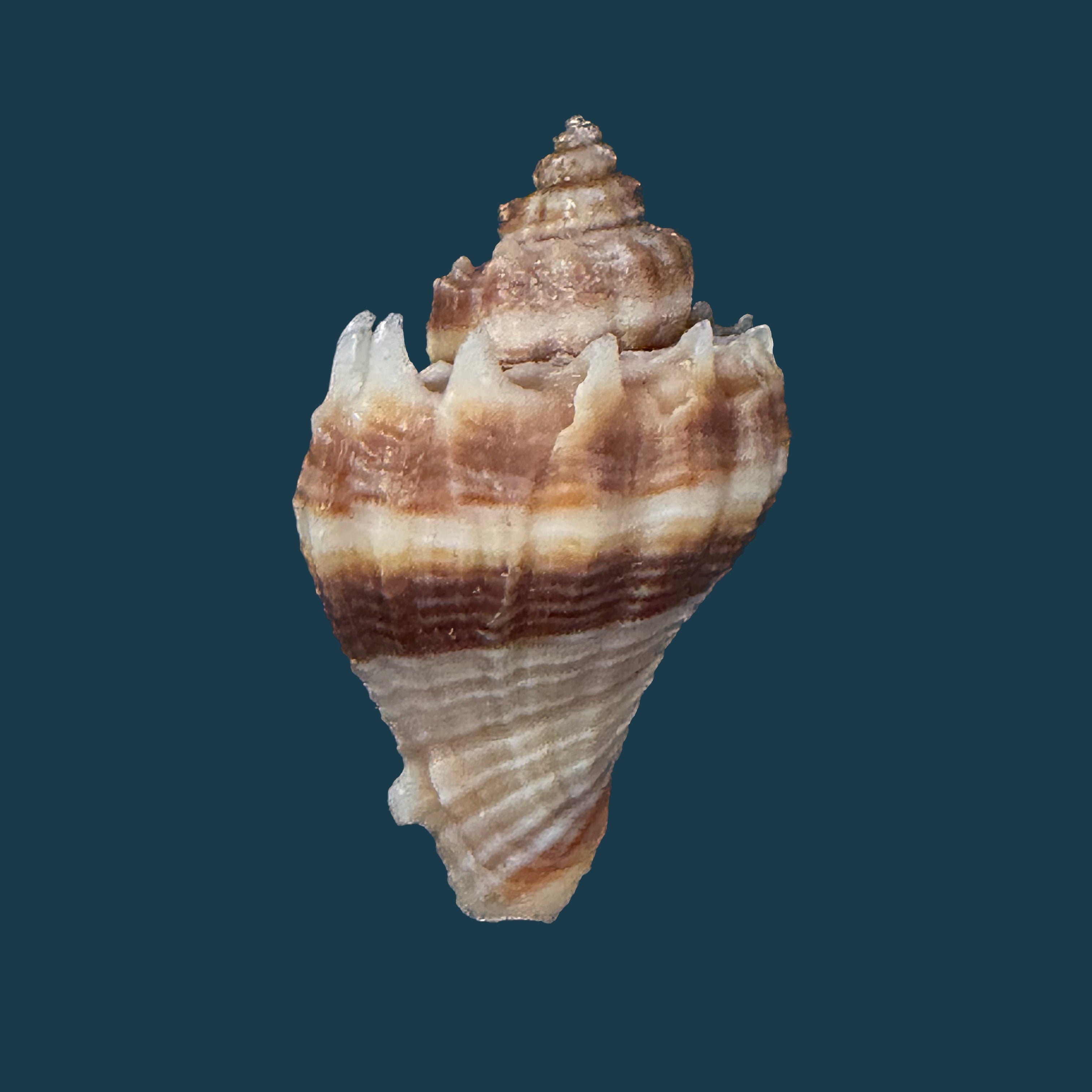 Melongena corona altispira Pilsbry & Vanatta, 1934 - 31,7mm