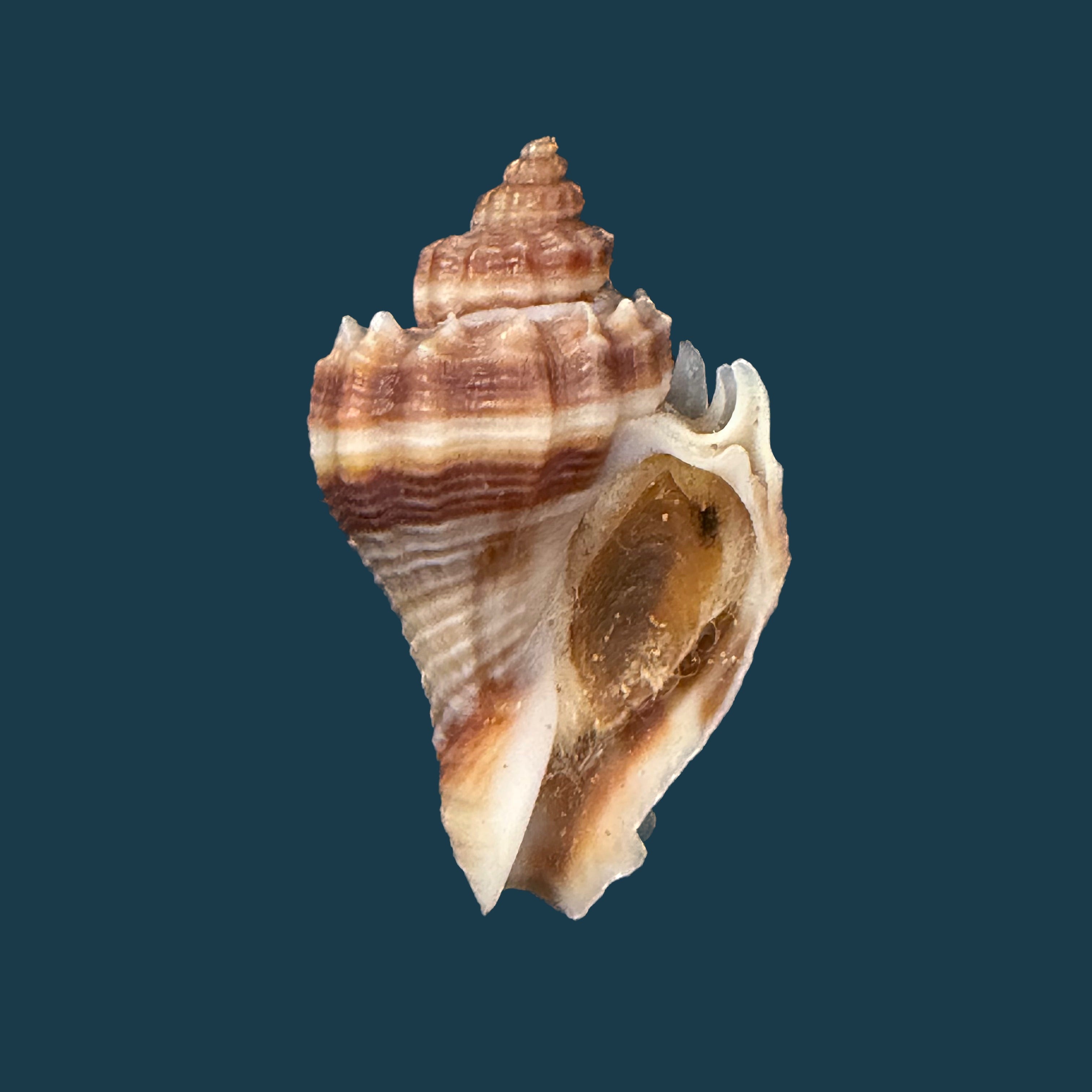 Melongena corona altispira Pilsbry & Vanatta, 1934 - 31,7mm