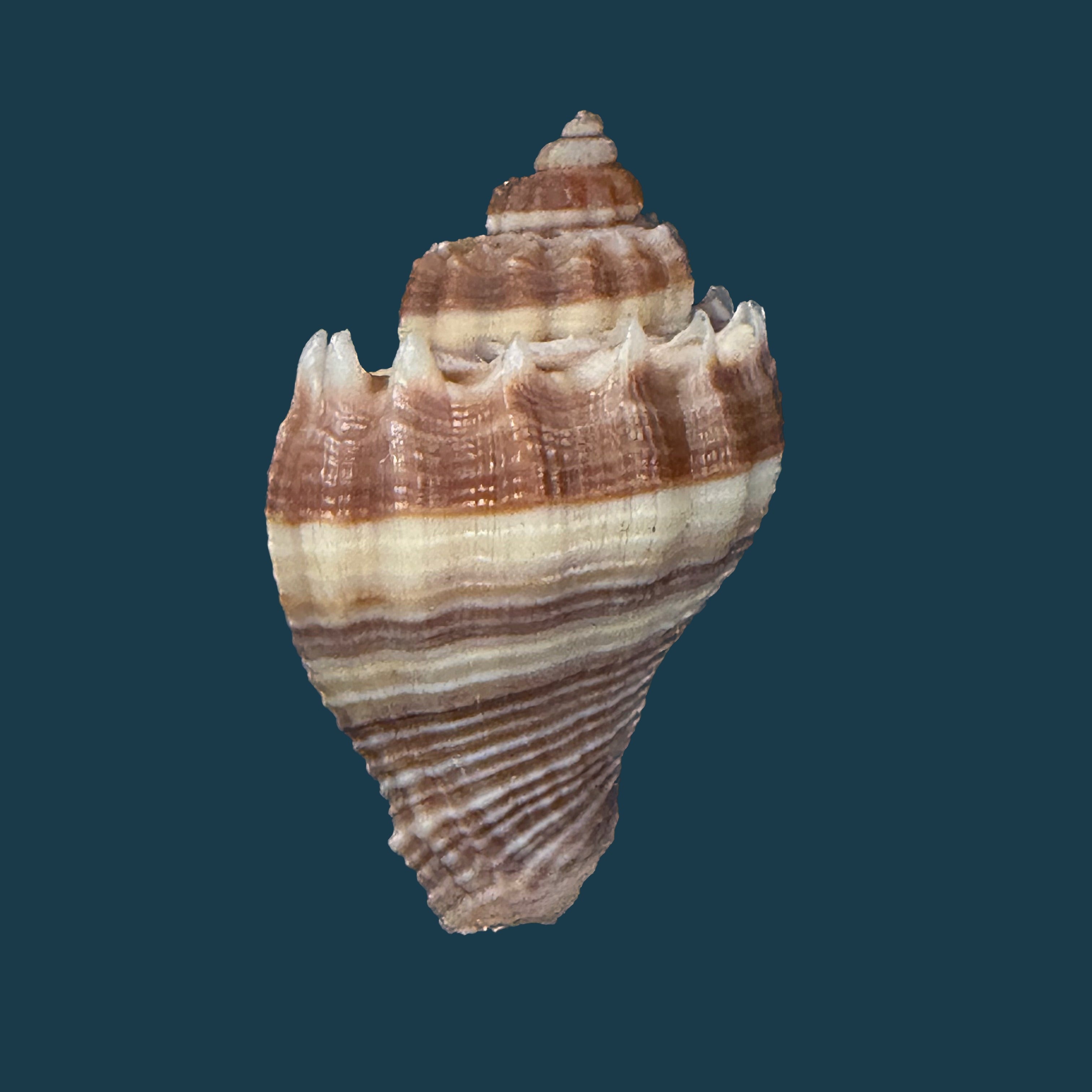 Melongena corona altispira Pilsbry & Vanatta, 1934 - 37,5mm
