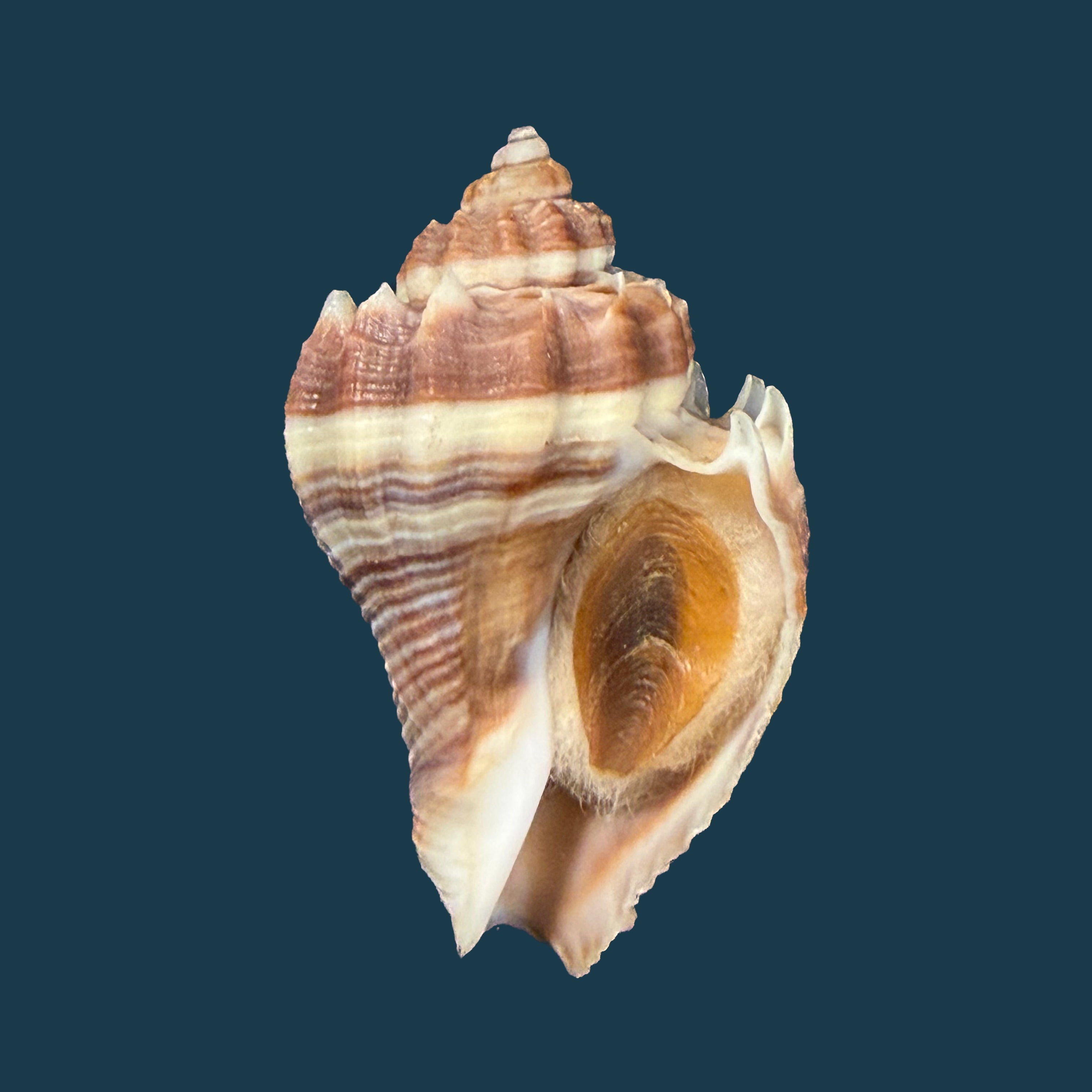Melongena corona altispira Pilsbry & Vanatta, 1934 - 37,5mm
