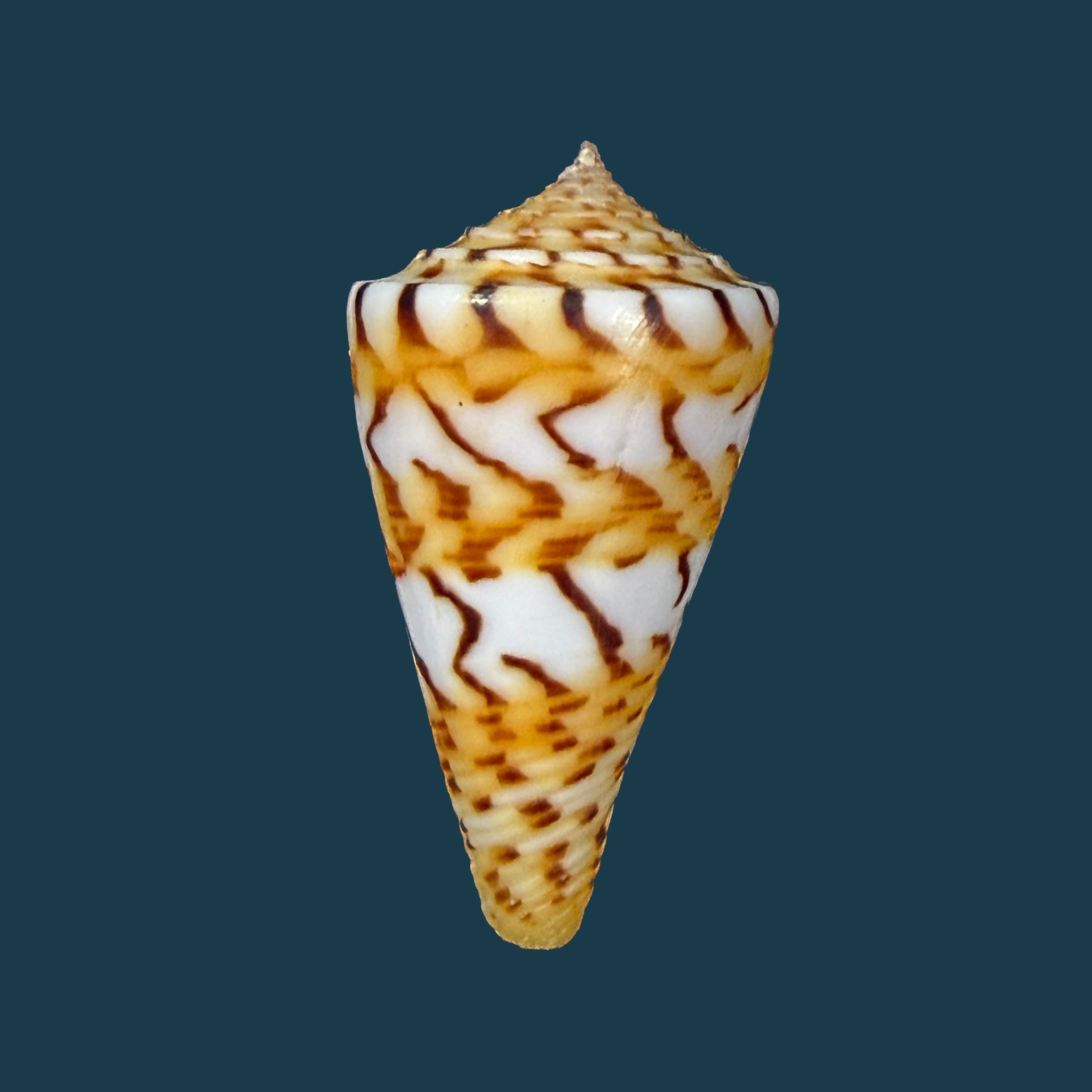 Conasprella centurio (Born, 1778) - 35,5mm