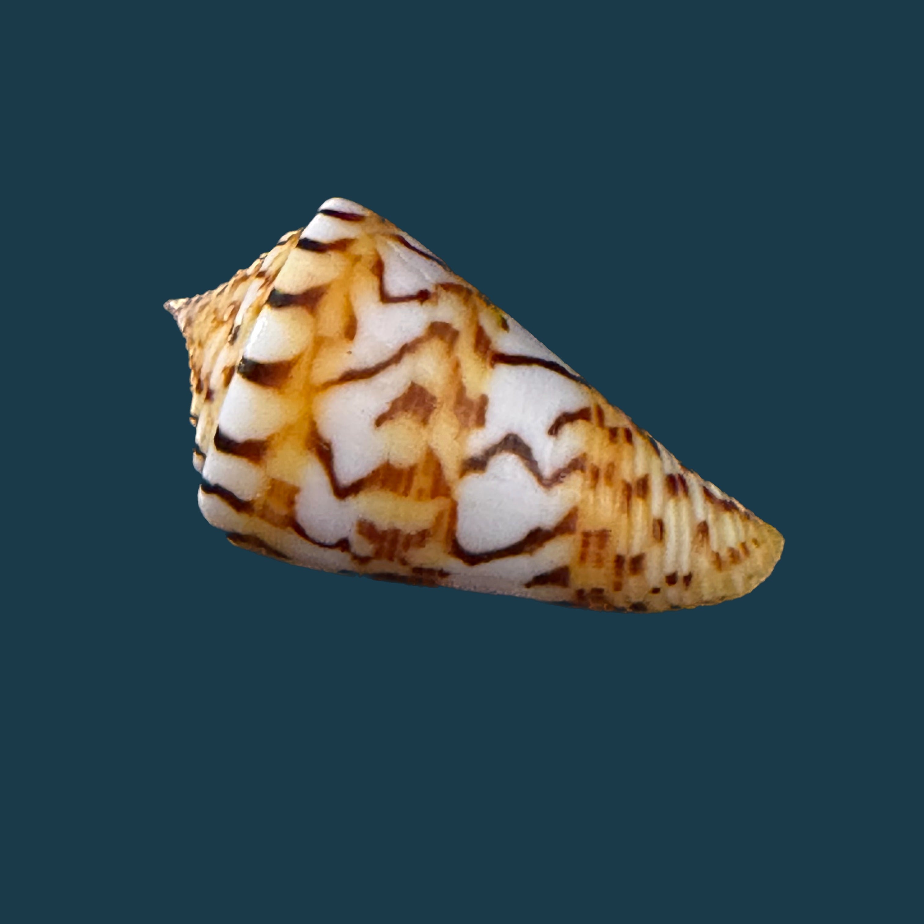 Conasprella centurio (Born, 1778) - 35,5mm