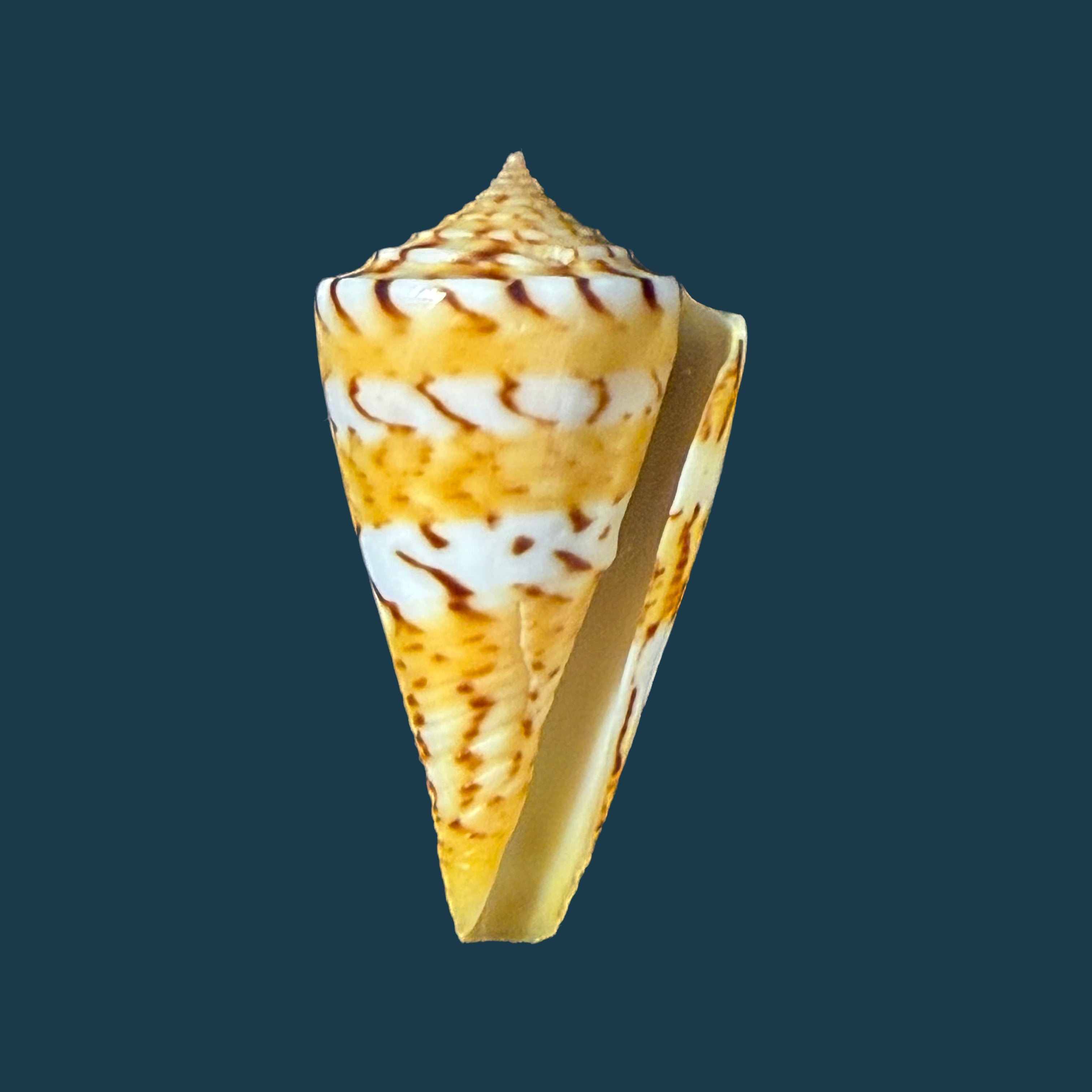 Conasprella centurio (Born, 1778) - 35,5mm
