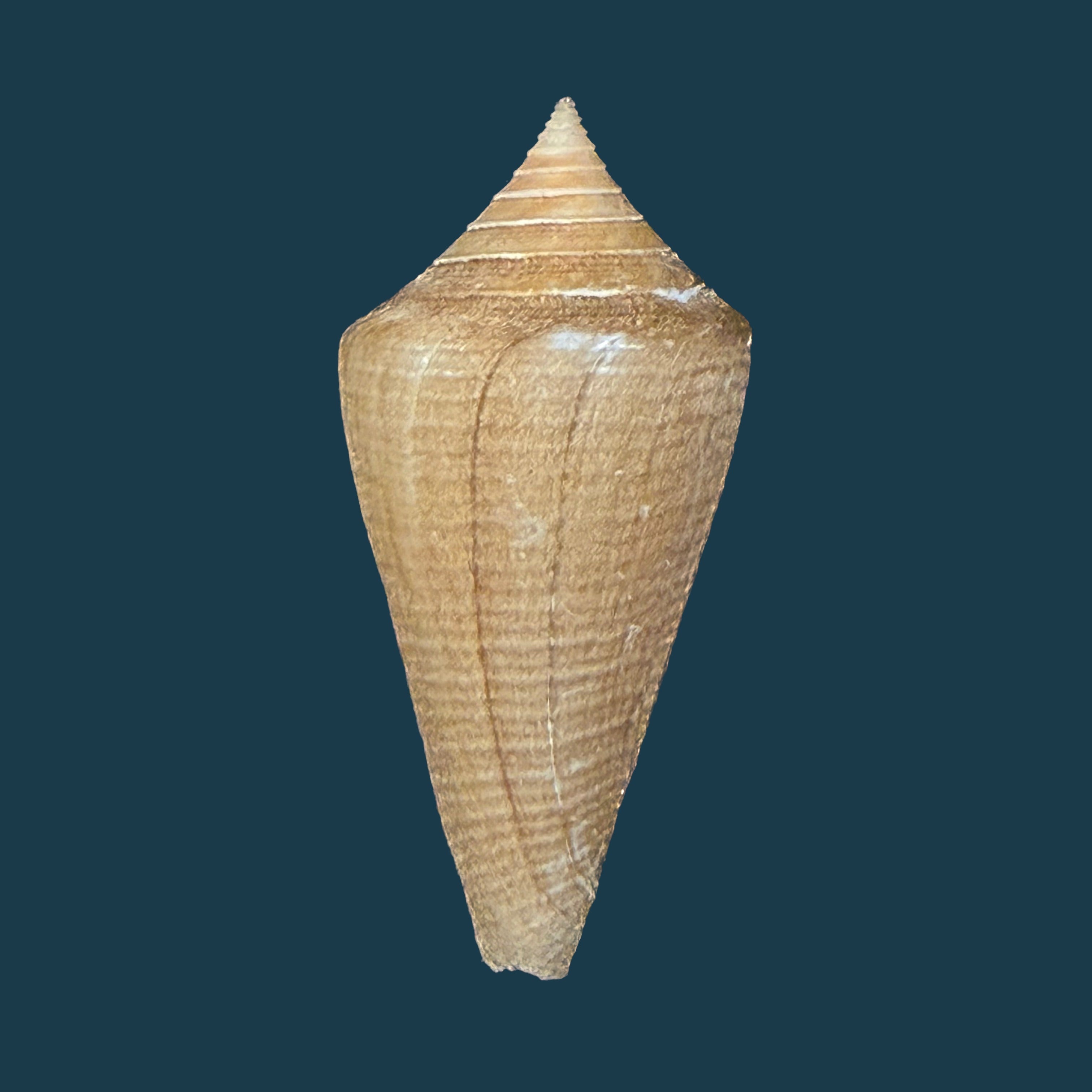 Conus hazinorum (Petuch & R. F. Myers, 2014) - 41,2mm