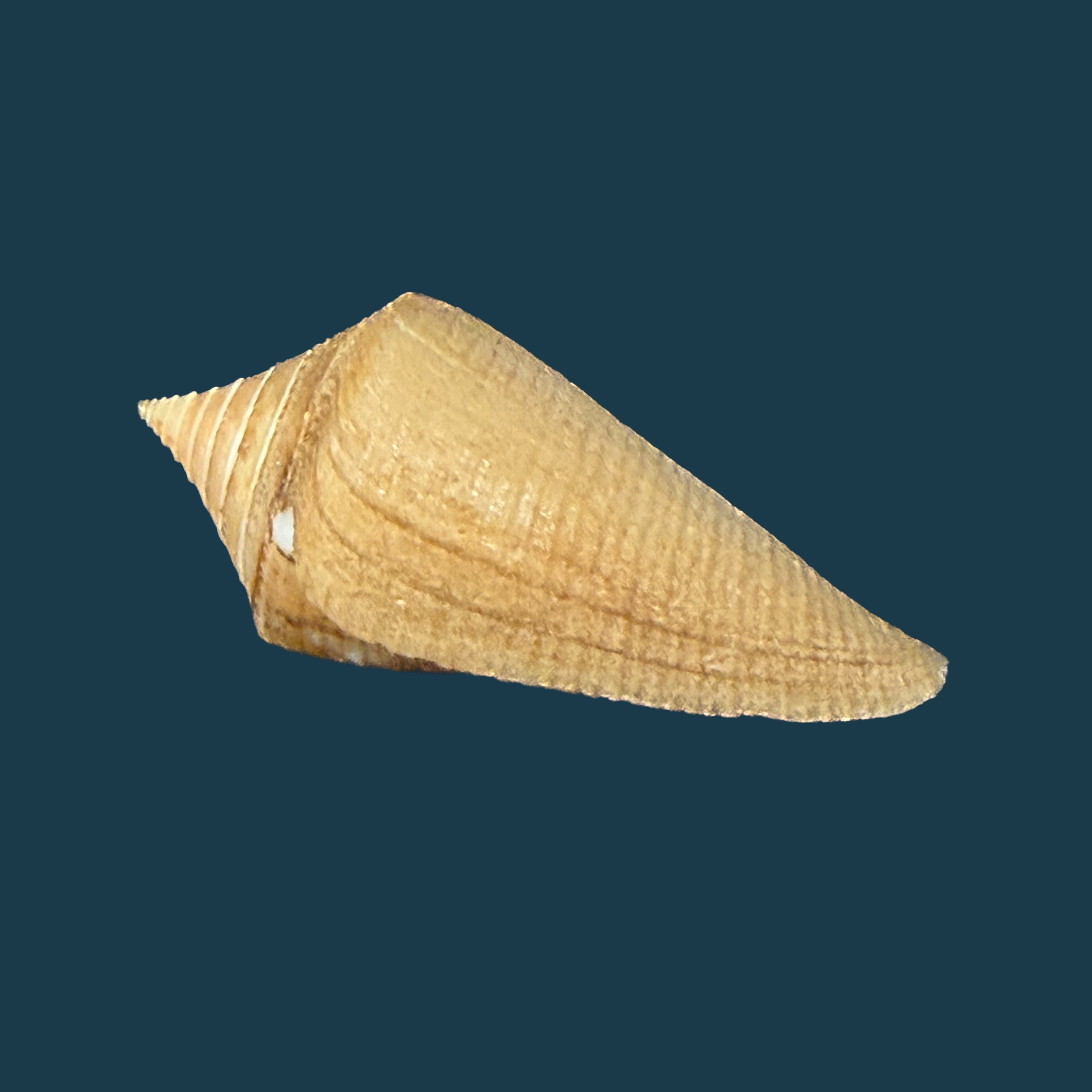 Conus hazinorum (Petuch & R. F. Myers, 2014) - 41,2mm