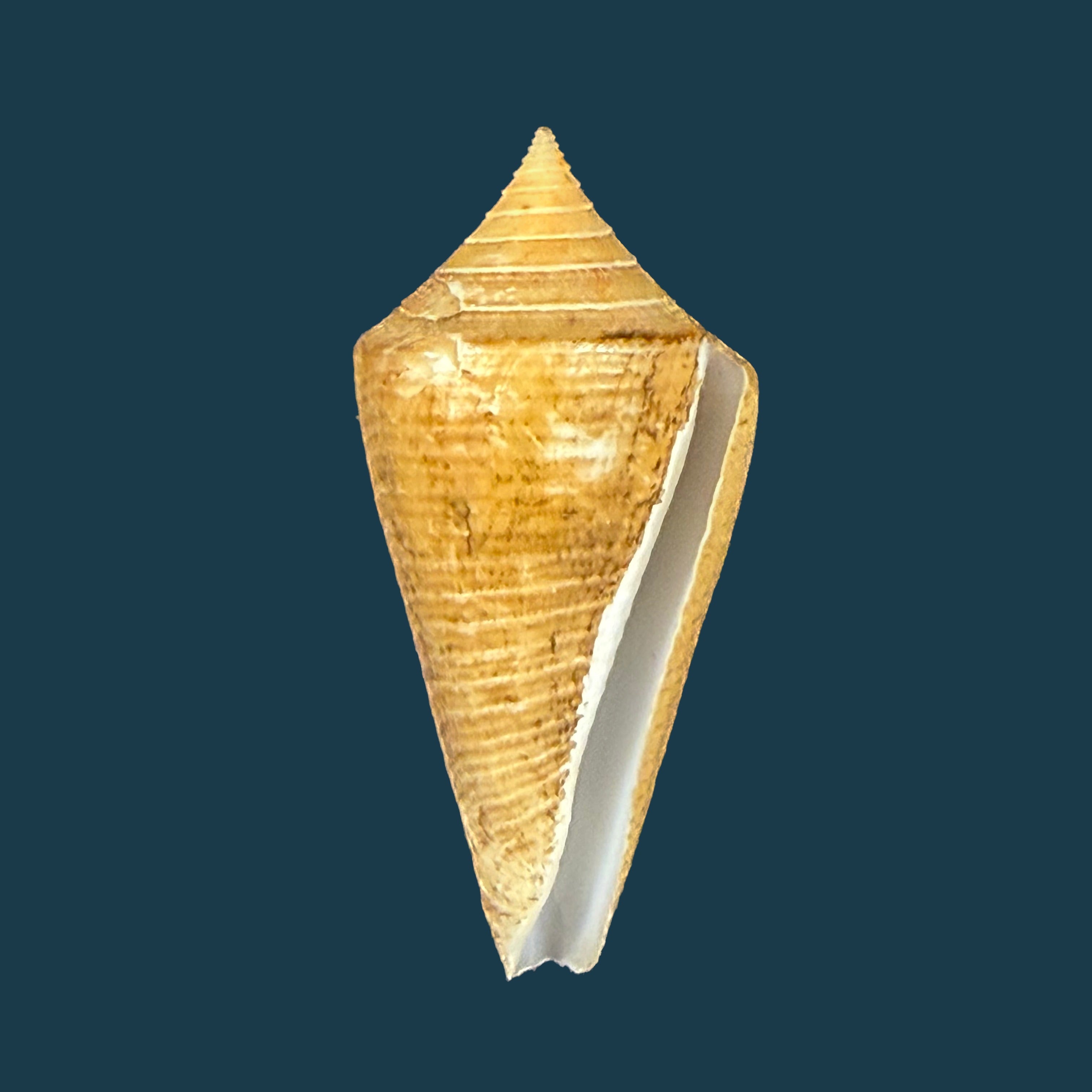 Conus hazinorum (Petuch & R. F. Myers, 2014) - 41,2mm