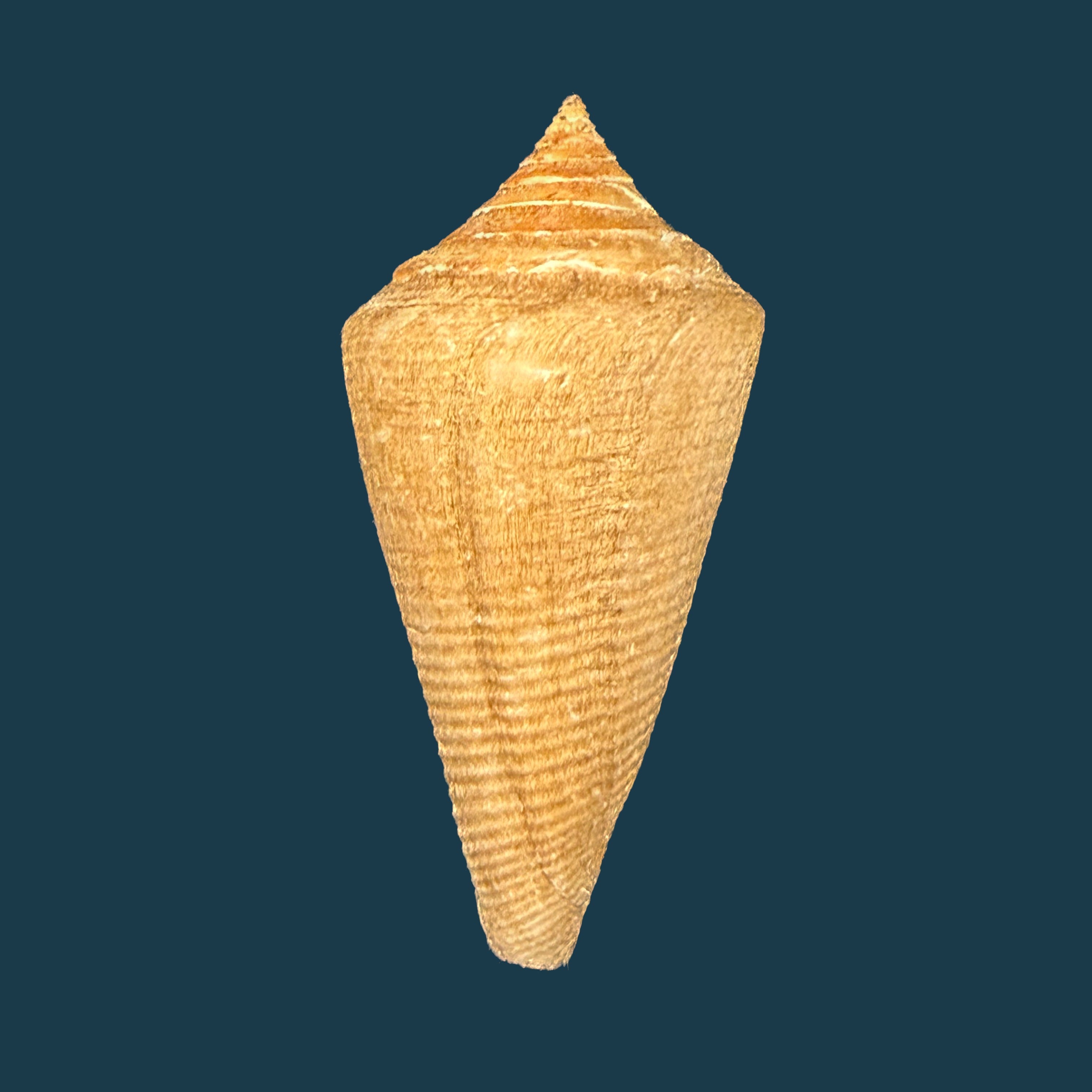 Conus hazinorum (Petuch & R. F. Myers, 2014) - 52,4mm