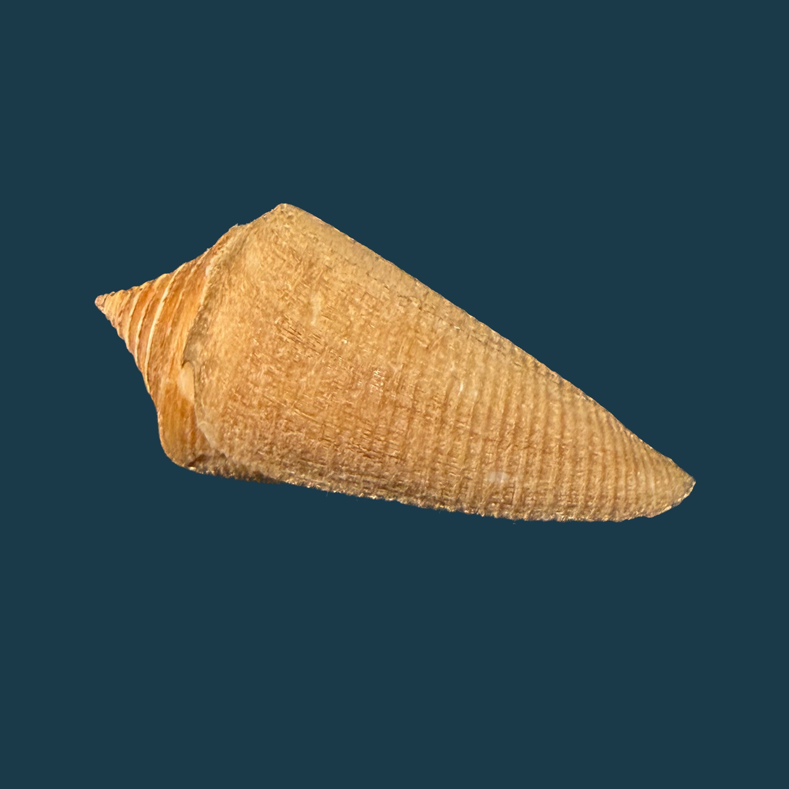 Conus hazinorum (Petuch & R. F. Myers, 2014) - 52,4mm