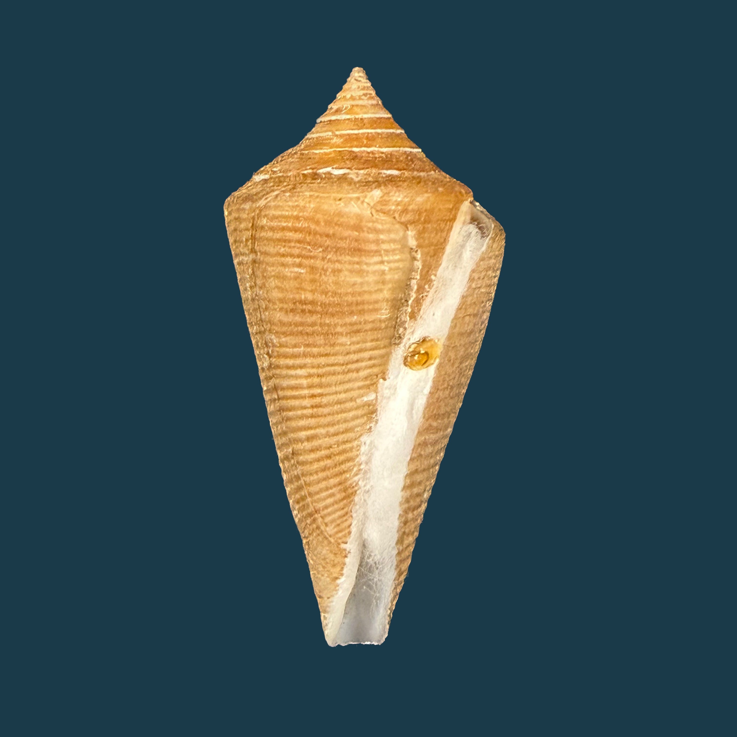 Conus hazinorum (Petuch & R. F. Myers, 2014) - 52,4mm