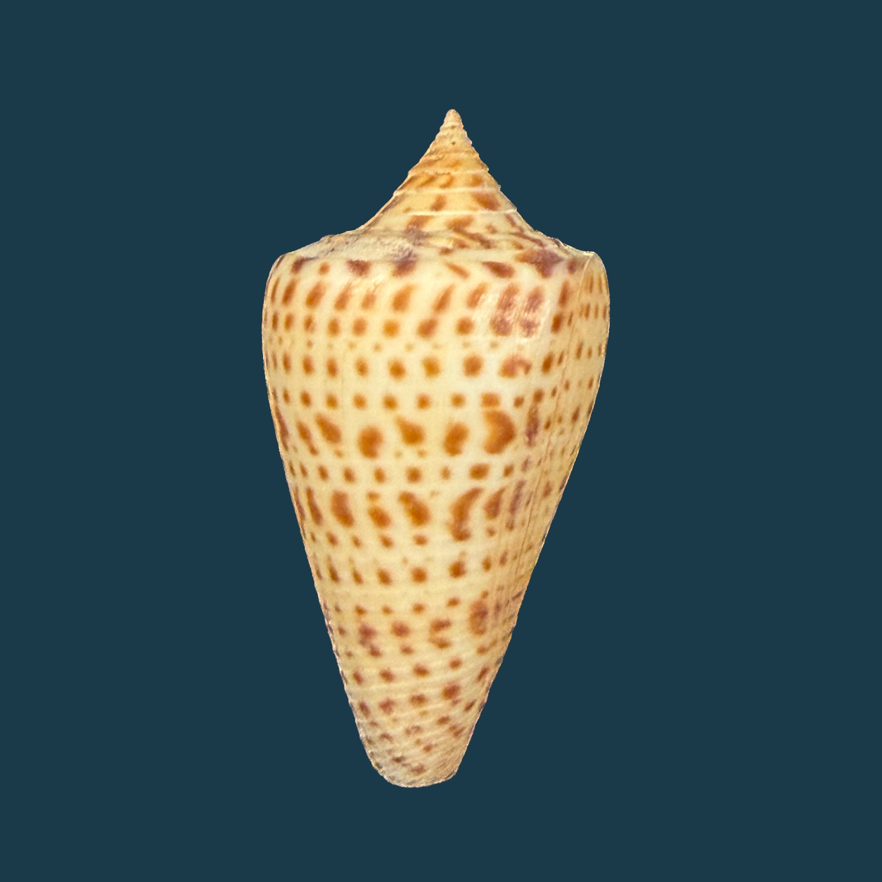 Conus spurius Gmelin, 1791 - 31mm