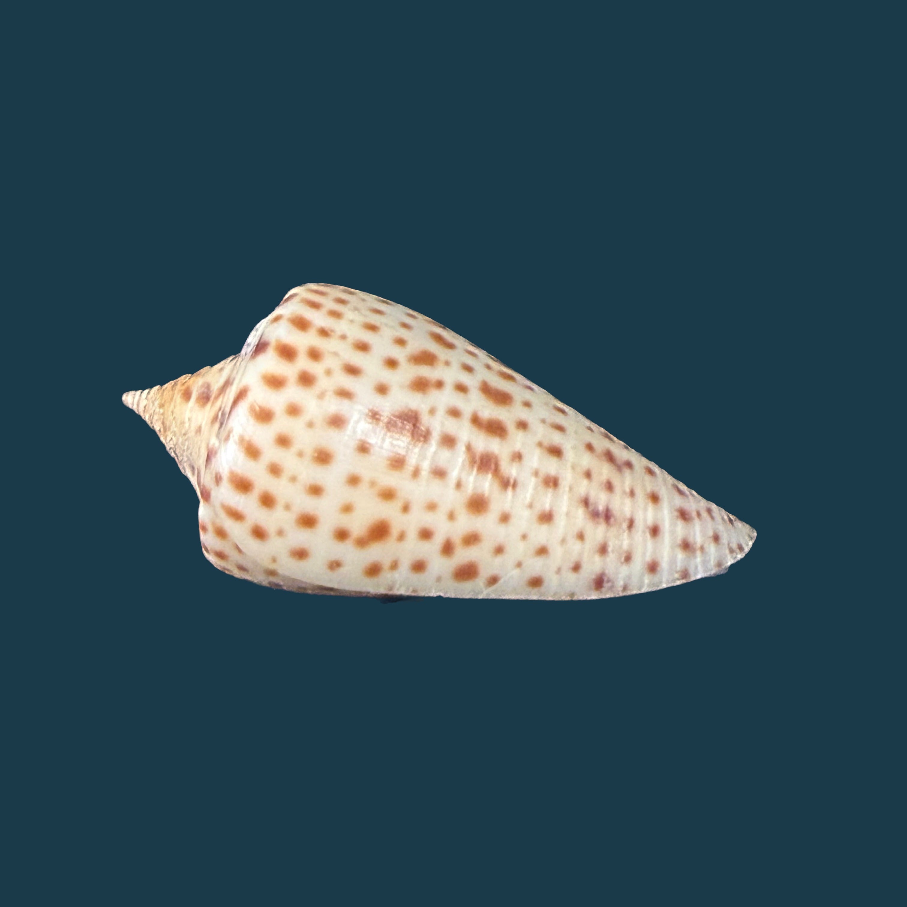 Conus spurius Gmelin, 1791 - 31mm