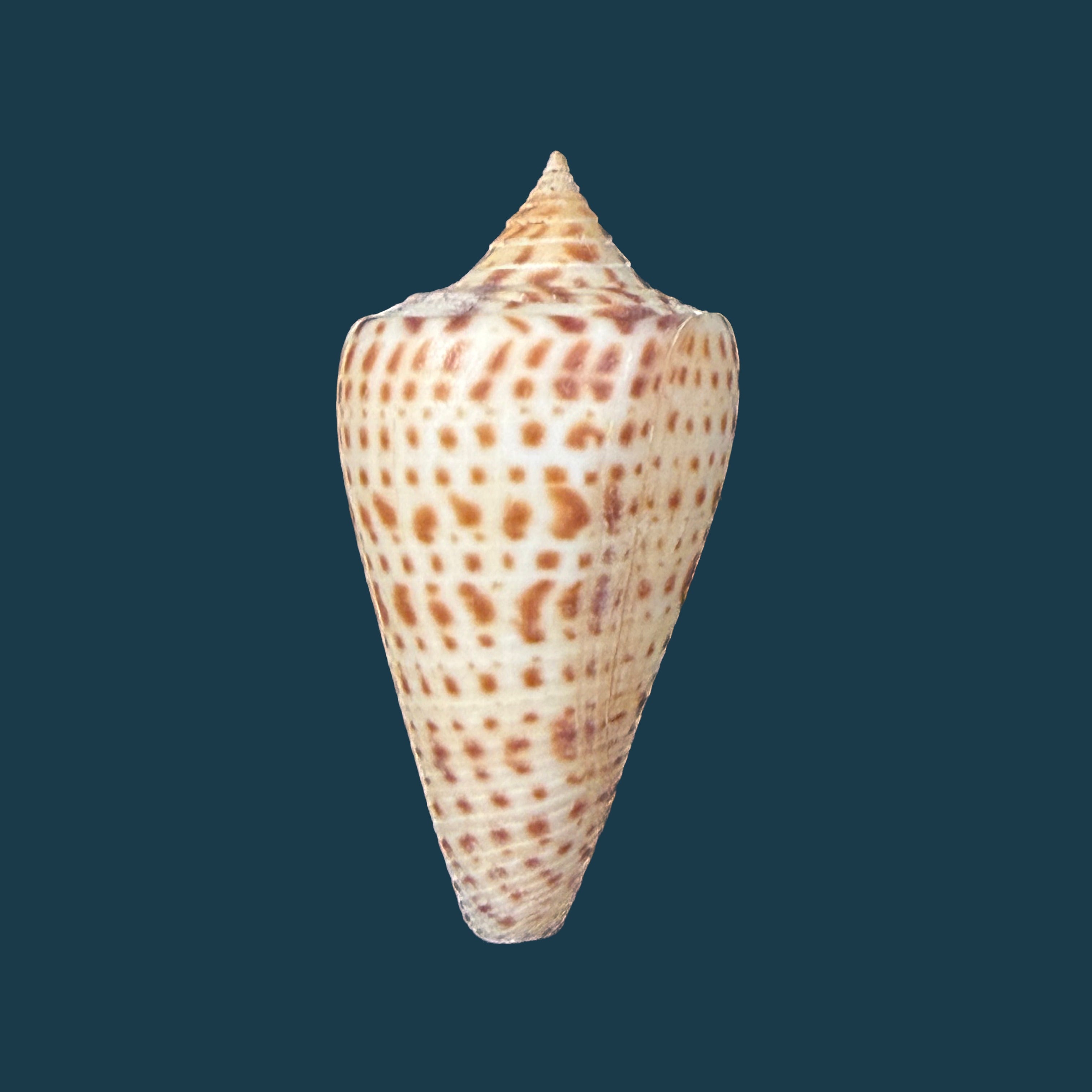 Conus spurius Gmelin, 1791 - 31mm