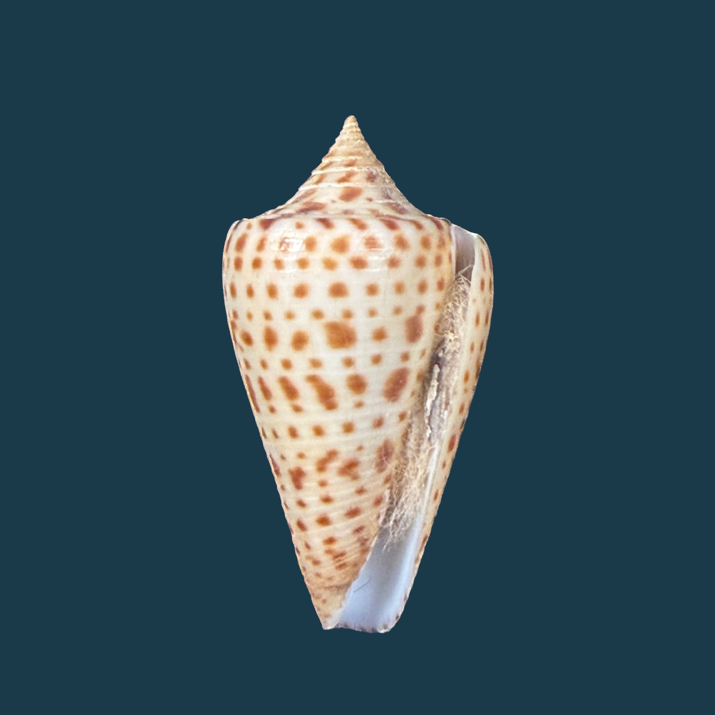 Conus spurius Gmelin, 1791 - 31mm