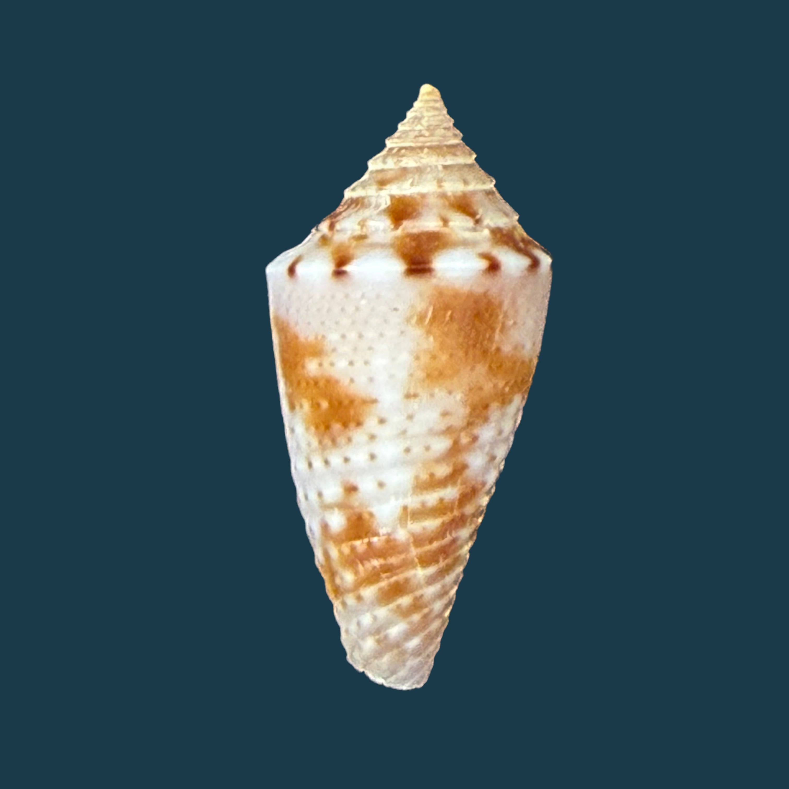 Conasprella icapui (Petuch & Berschauer, 2018) - 18,8mm