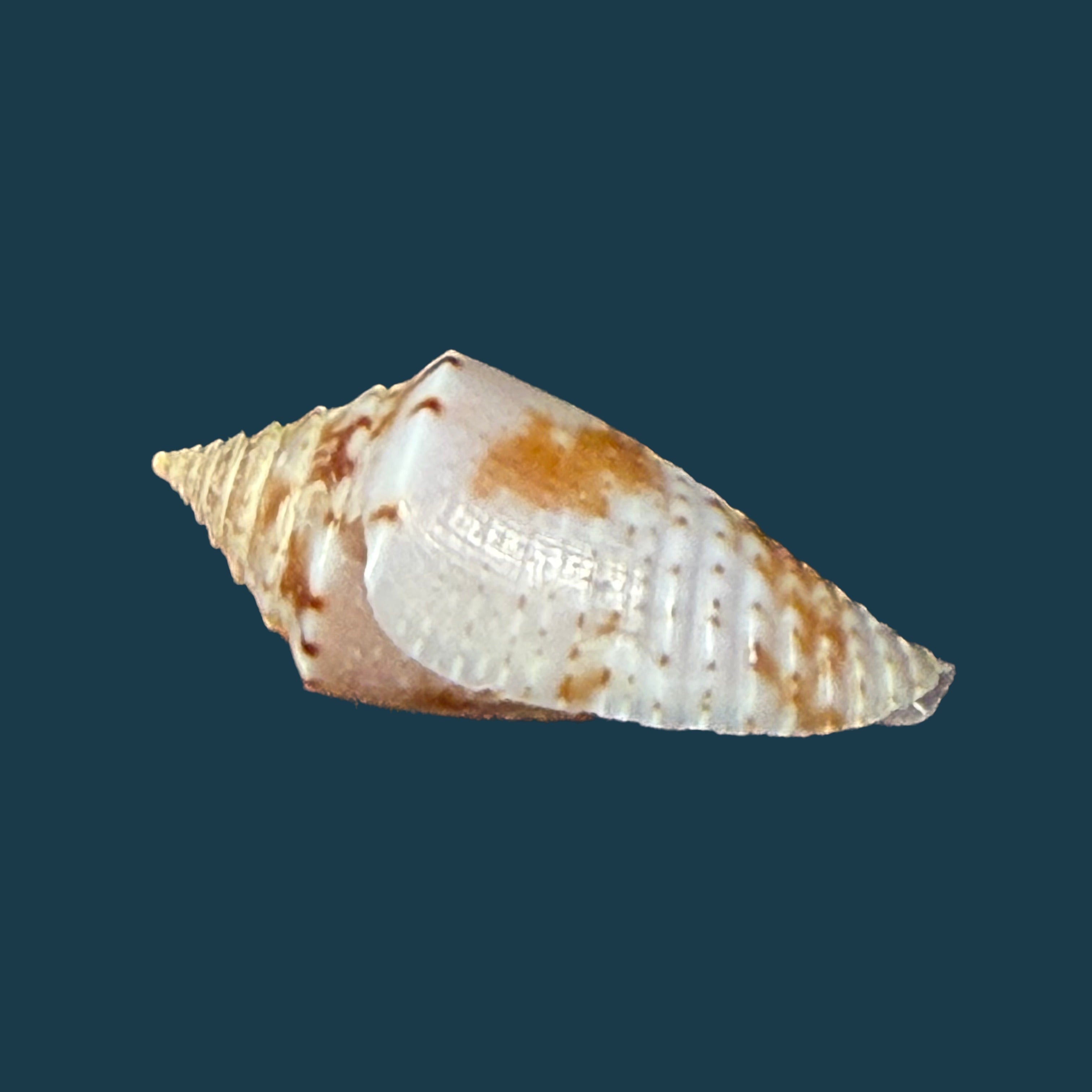 Conasprella icapui (Petuch & Berschauer, 2018) - 18,8mm