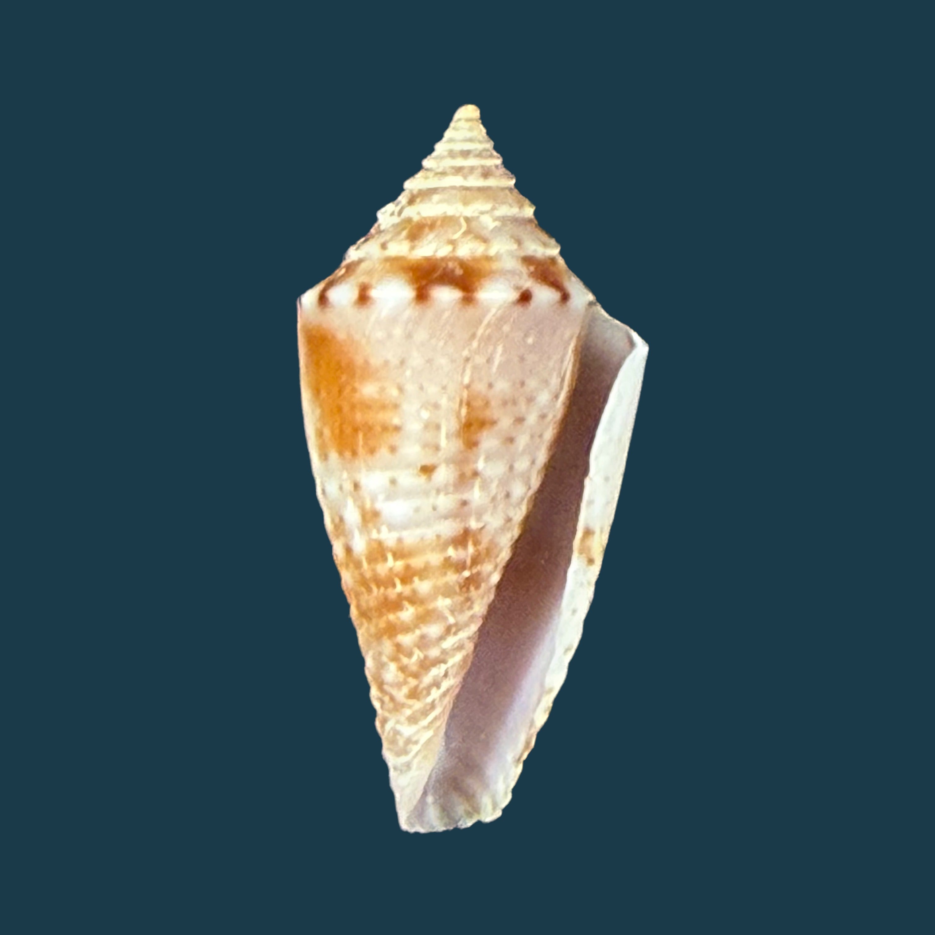 Conasprella icapui (Petuch & Berschauer, 2018) - 18,8mm