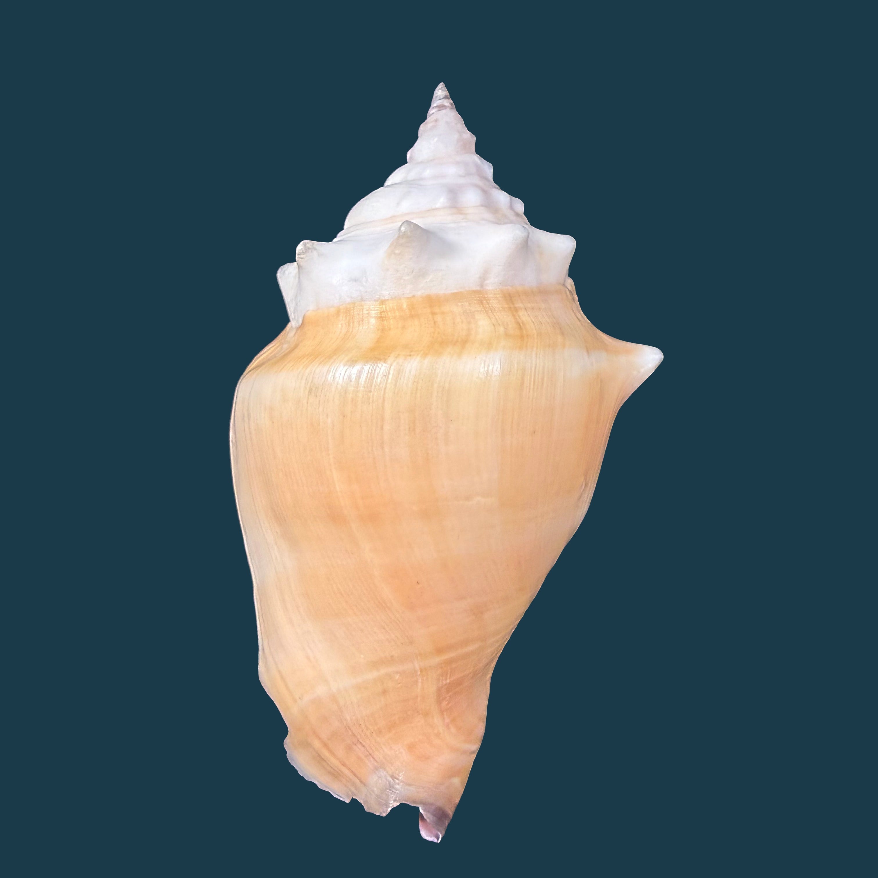 Strombus pugilis worki Petuch, 1993 - 95,3mm