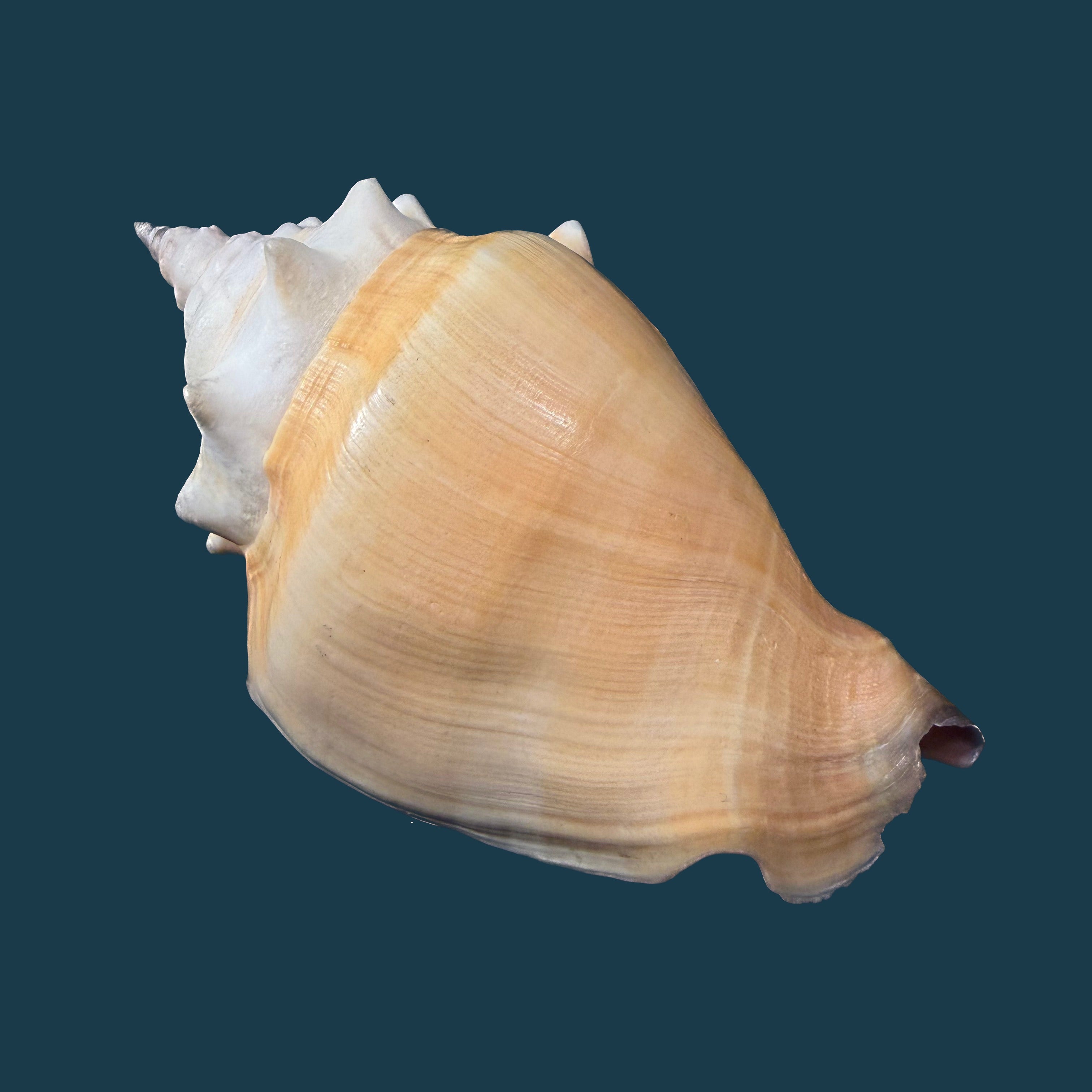 Strombus pugilis worki Petuch, 1993 - 95,3mm
