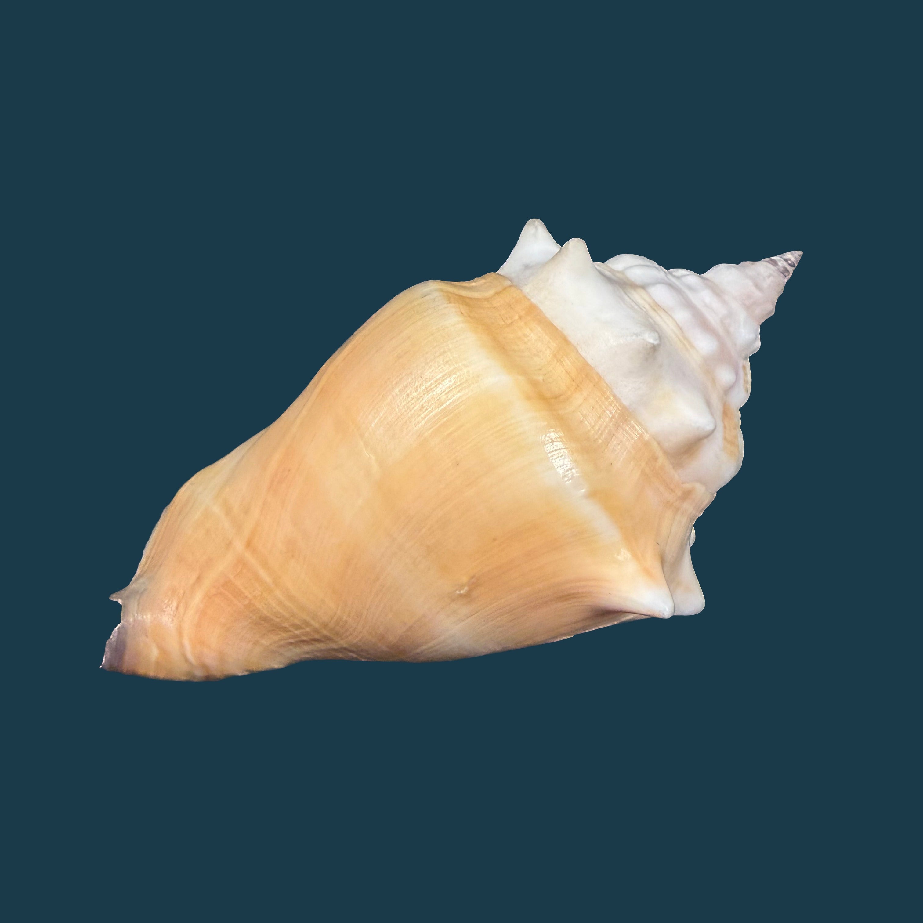 Strombus pugilis worki Petuch, 1993 - 95,3mm