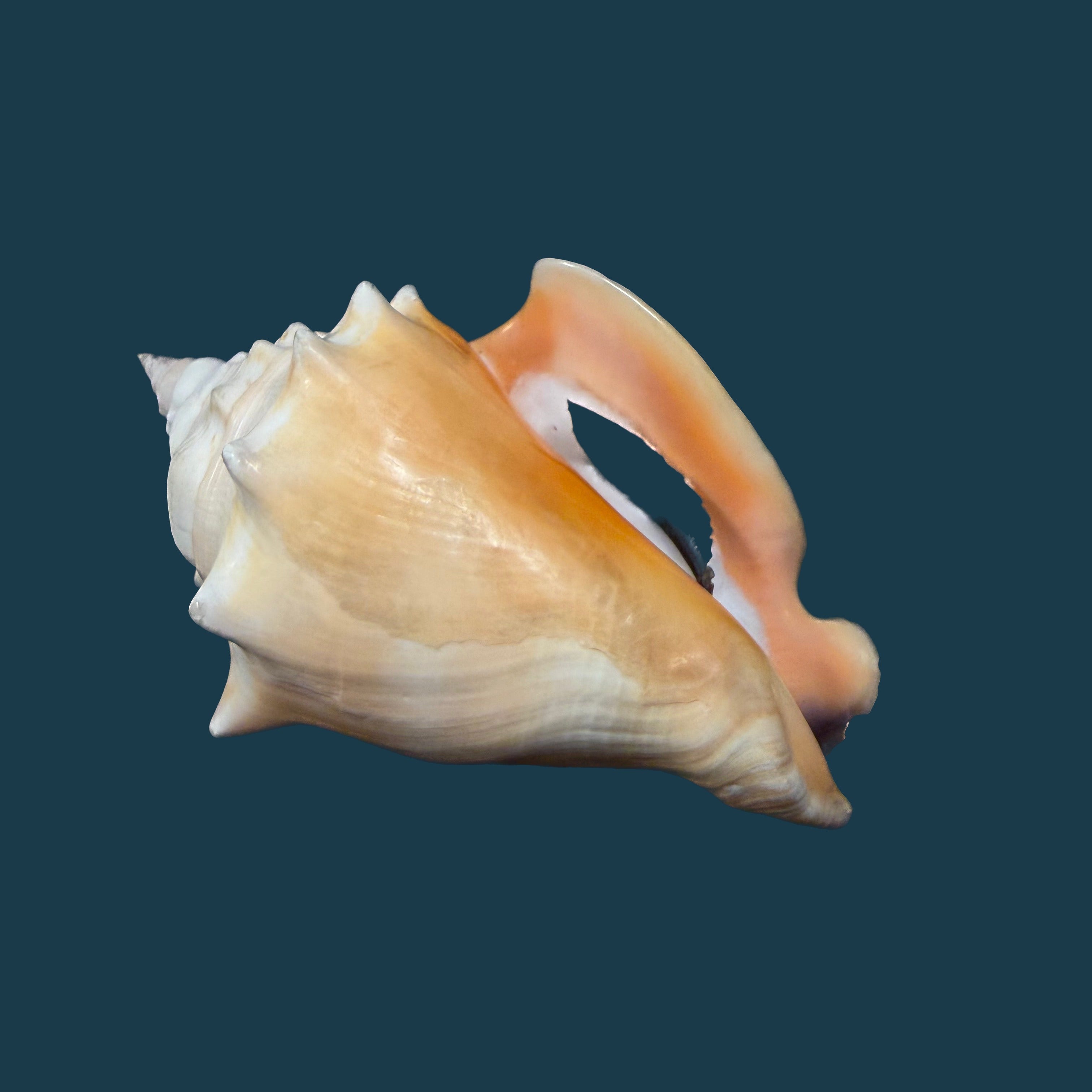Strombus pugilis worki Petuch, 1993 - 95,3mm