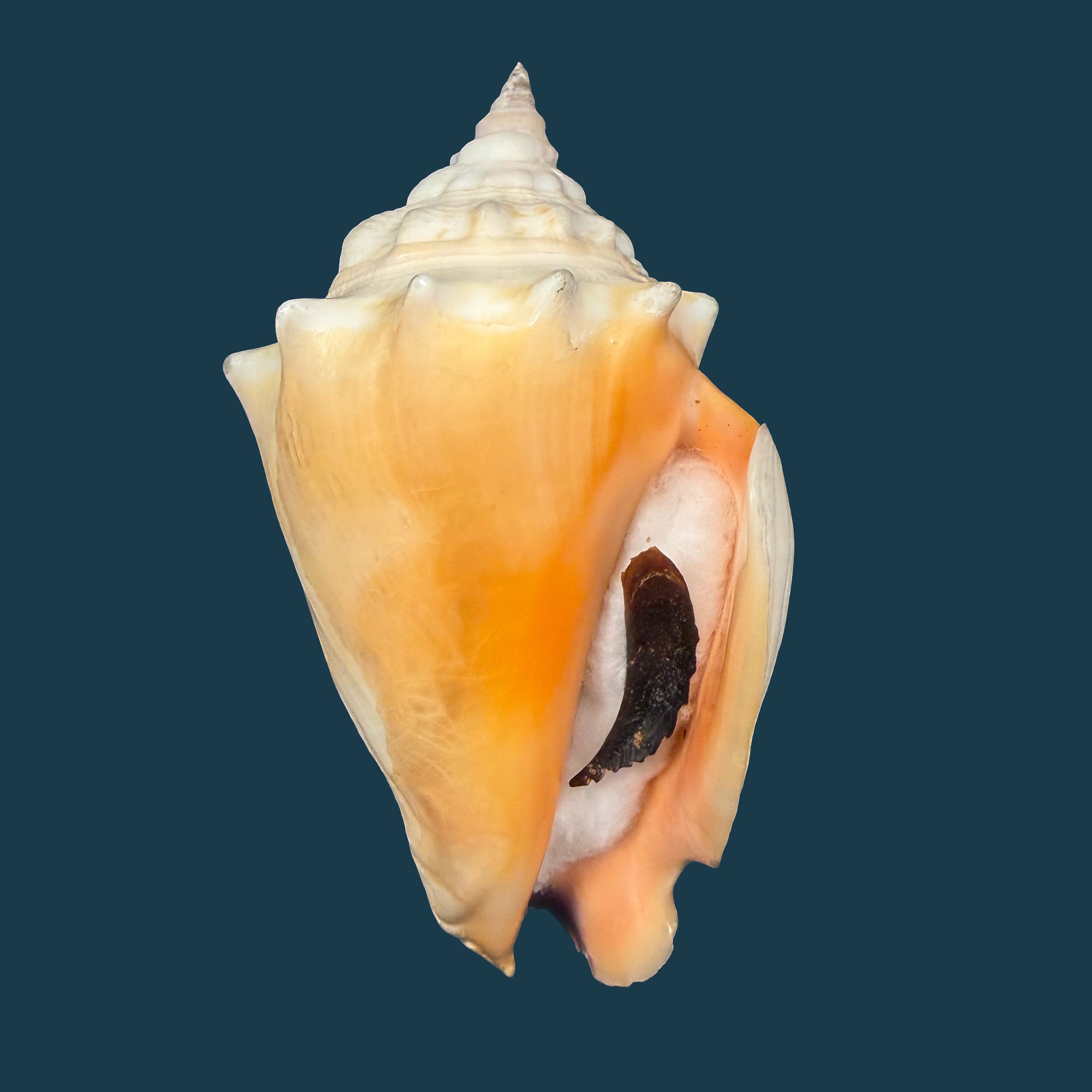 Strombus pugilis worki Petuch, 1993 - 95,3mm