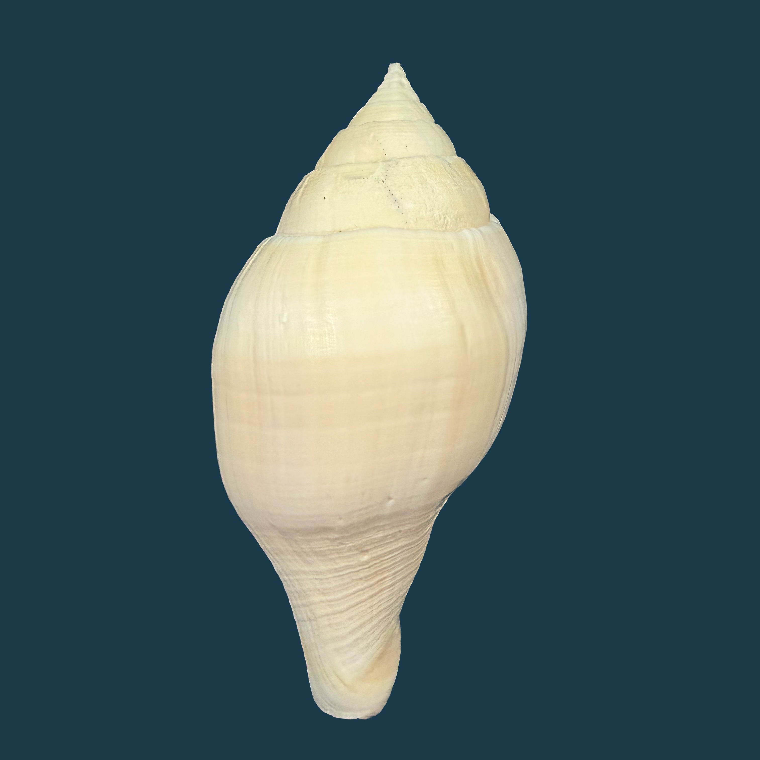 Turbinella laevigata Anton, 1838 - 114,8mm