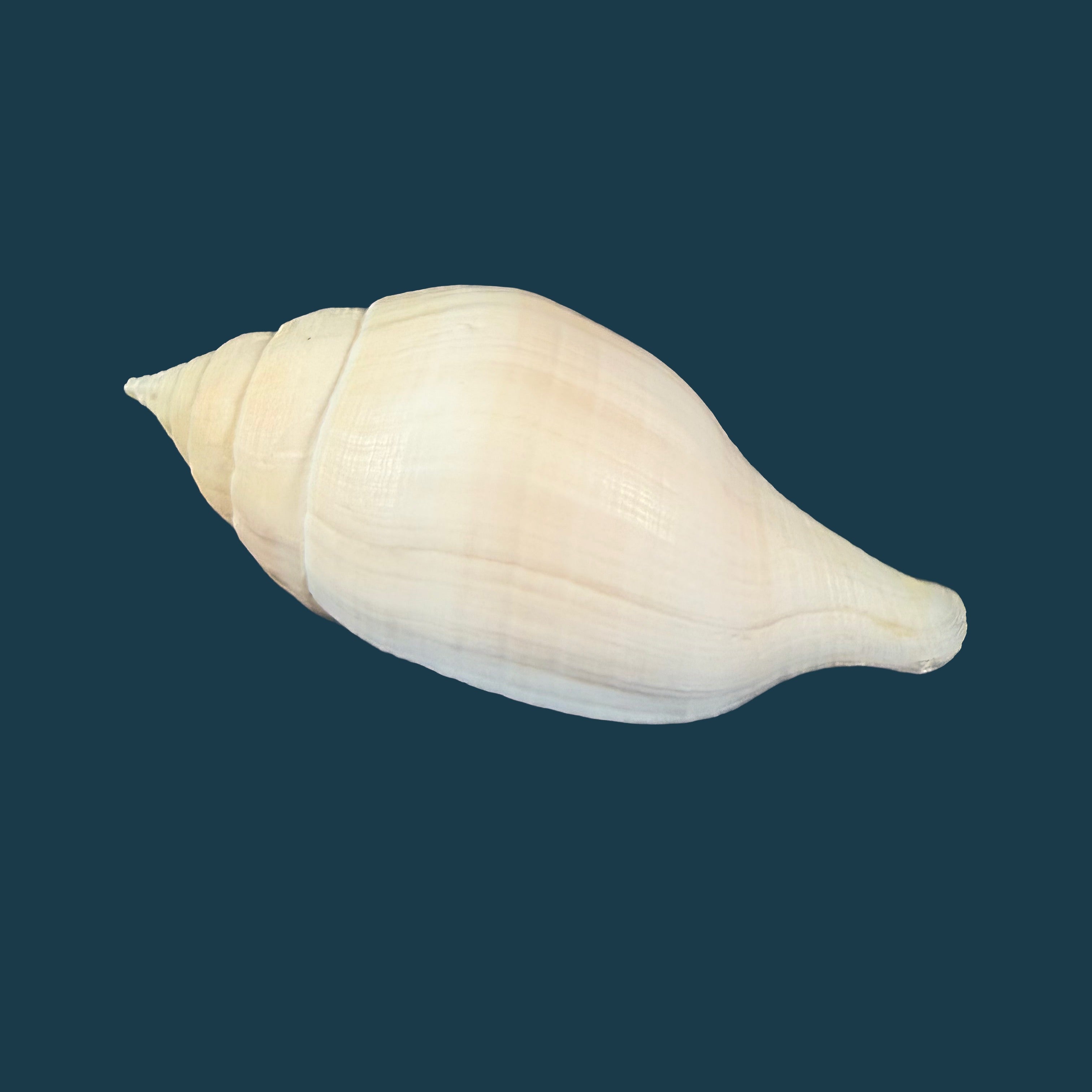 Turbinella laevigata Anton, 1838 - 114,8mm