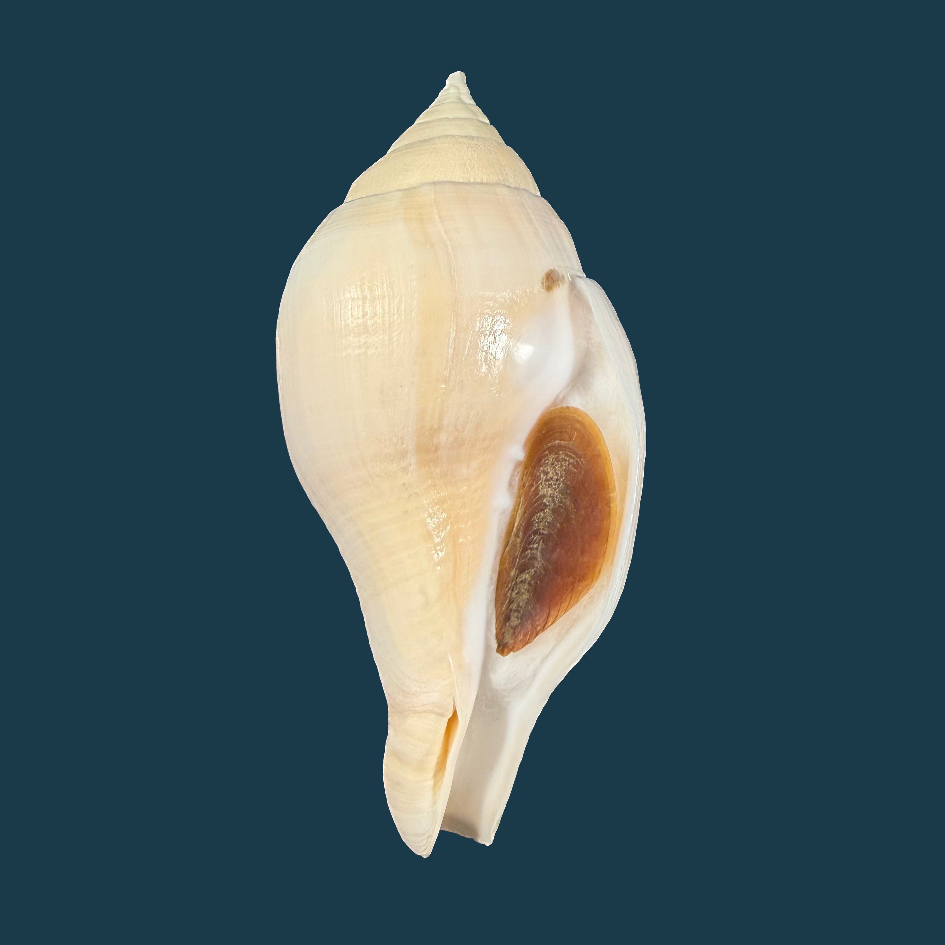 Turbinella laevigata Anton, 1838 - 114,8mm
