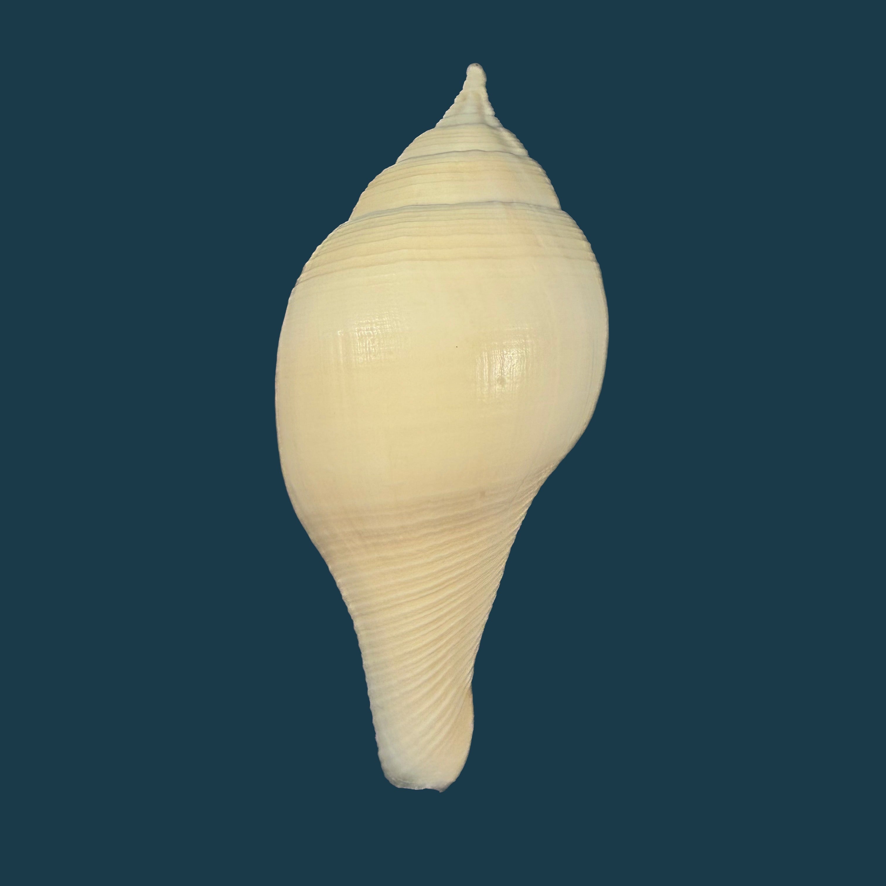 Turbinella laevigata Anton, 1838 - 95,2mm