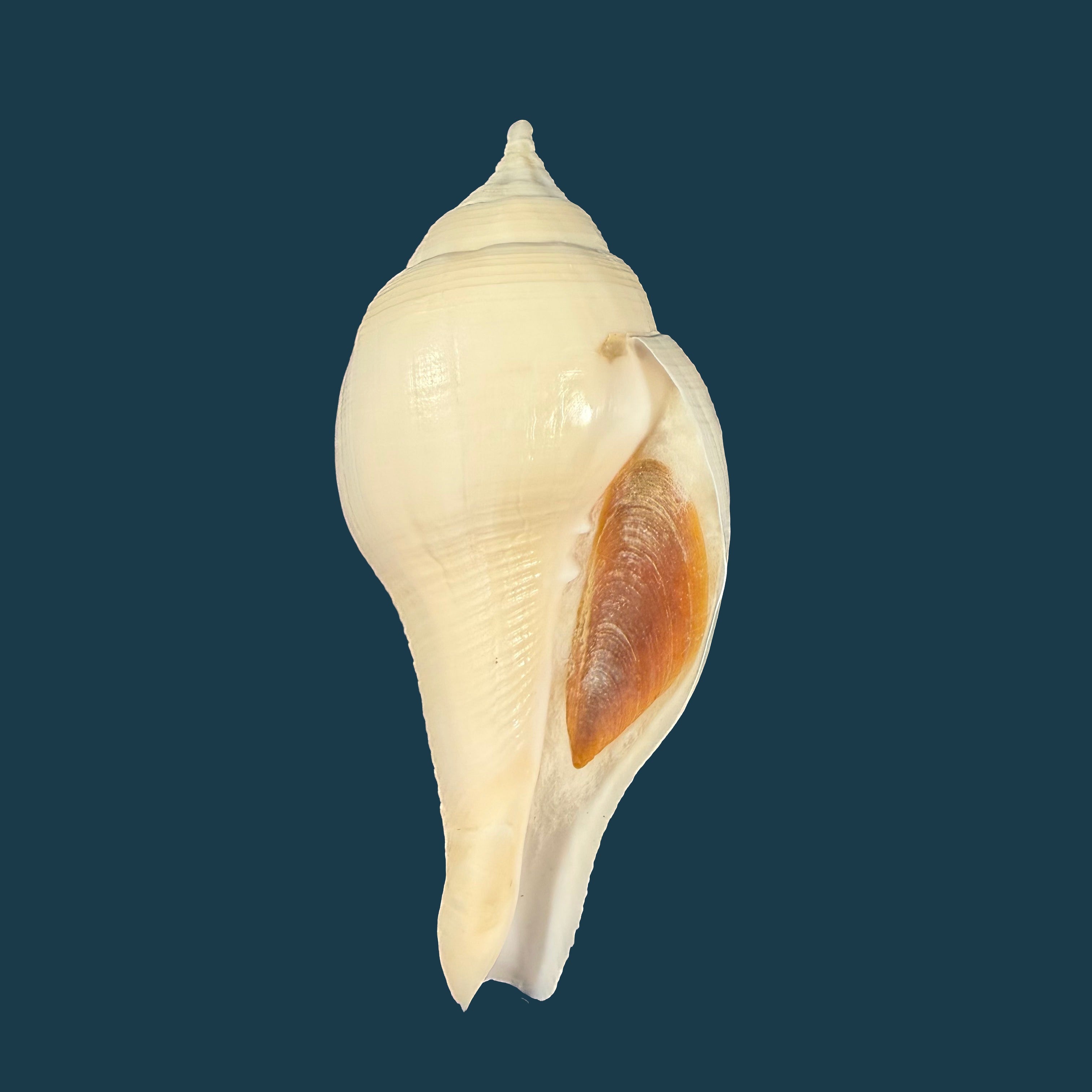 Turbinella laevigata Anton, 1838 - 95,2mm