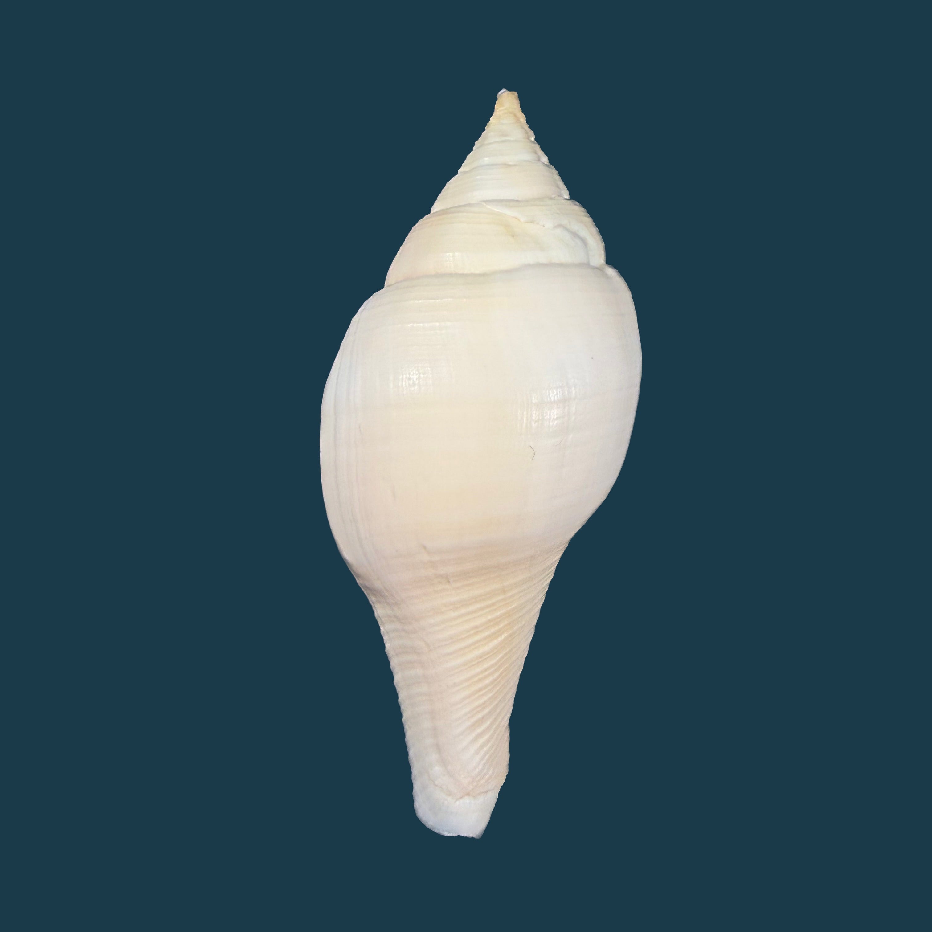 Turbinella laevigata Anton, 1838 - 87,1mm
