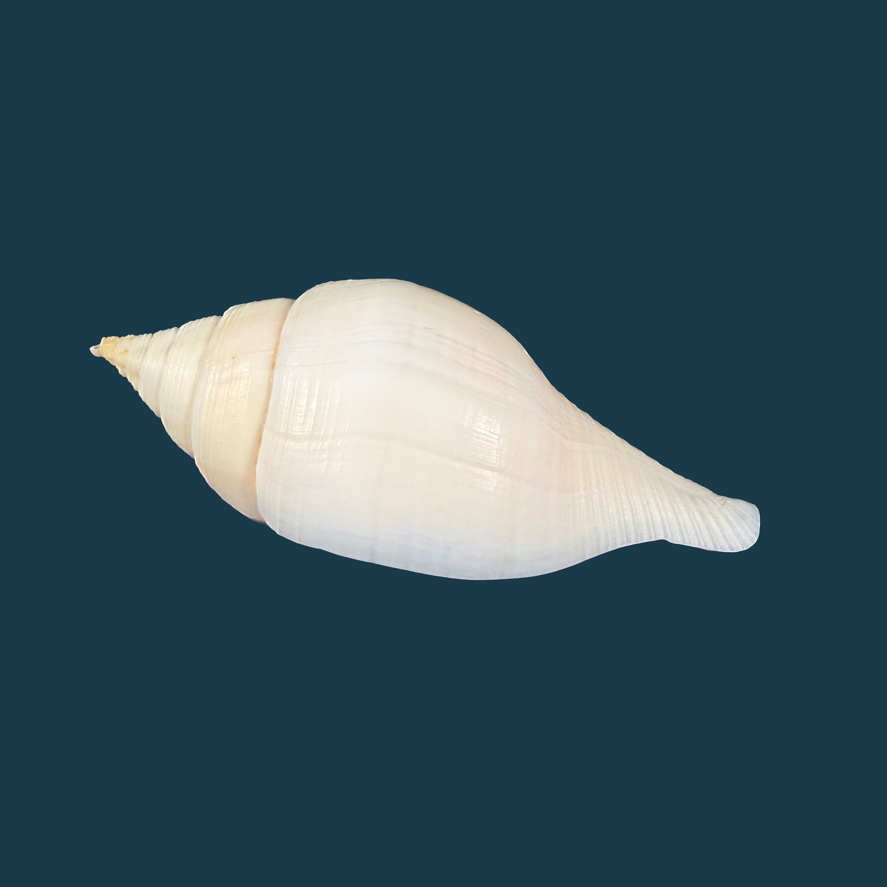 Turbinella laevigata Anton, 1838 - 87,1mm