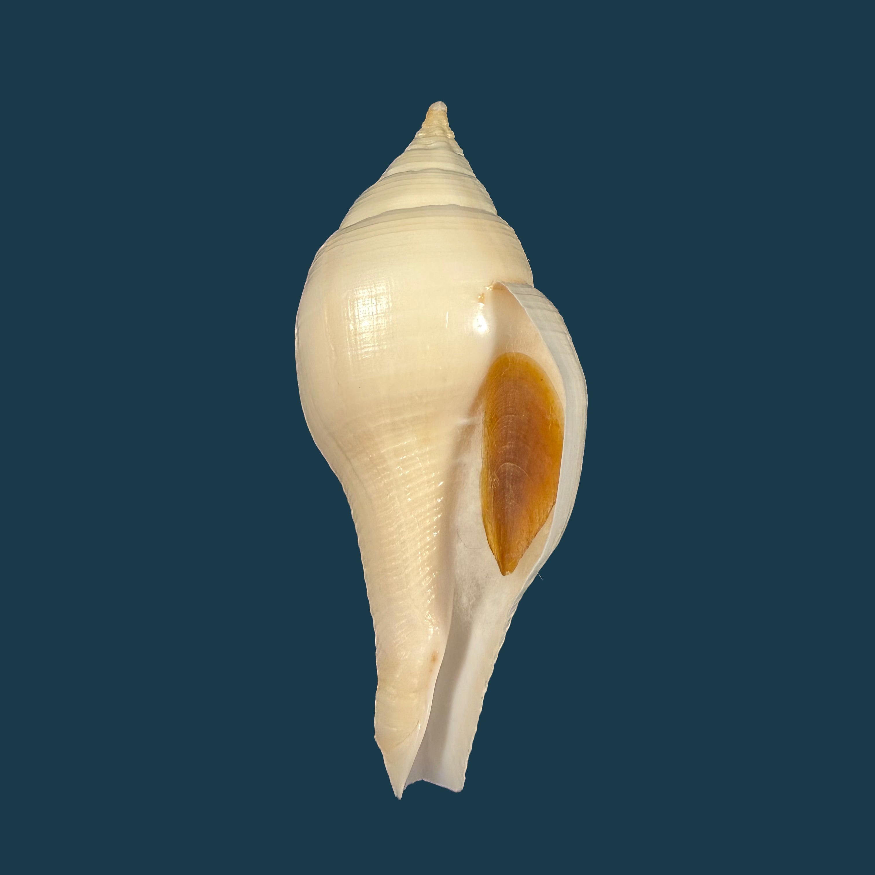Turbinella laevigata Anton, 1838 - 87,1mm