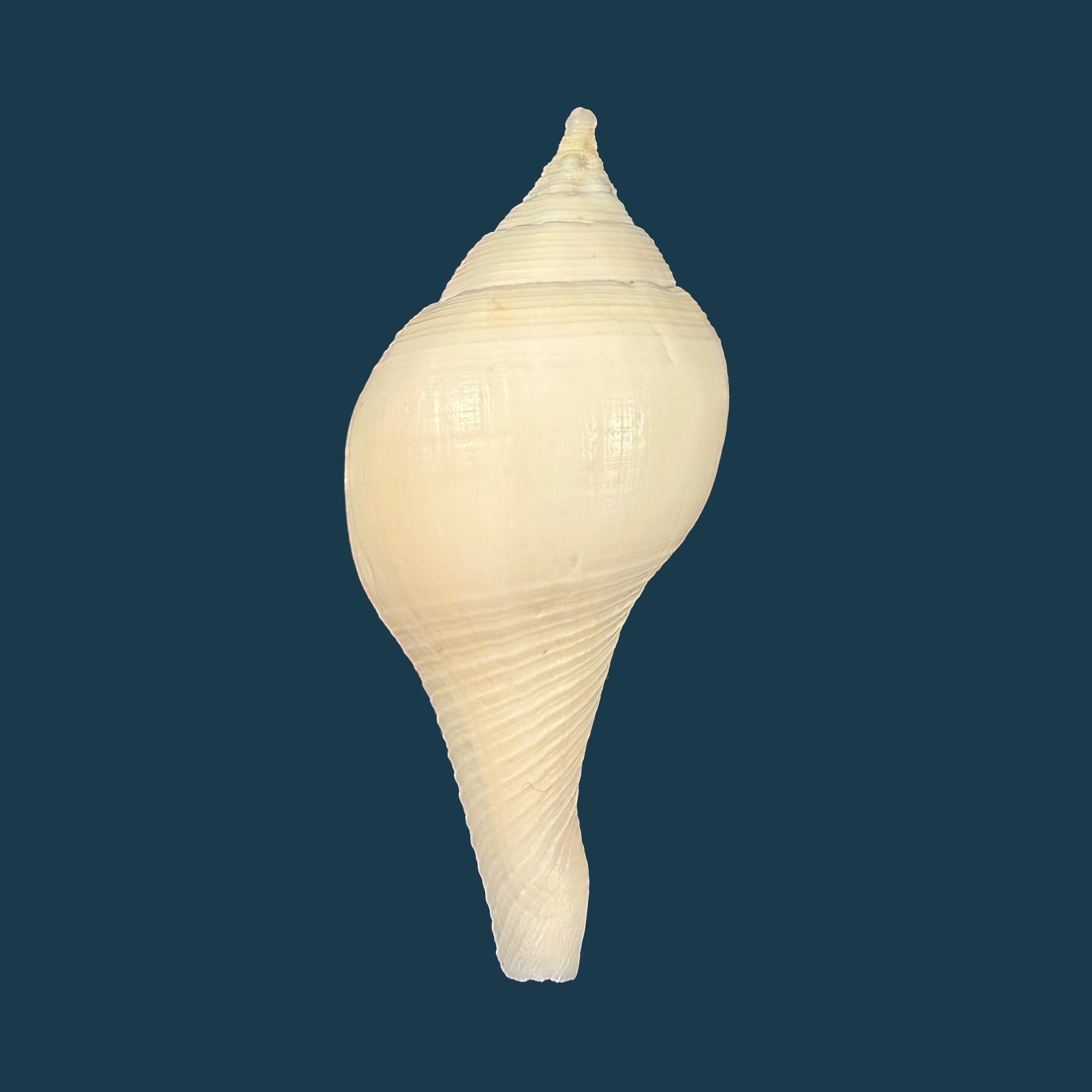 Turbinella laevigata Anton, 1838 - 78mm