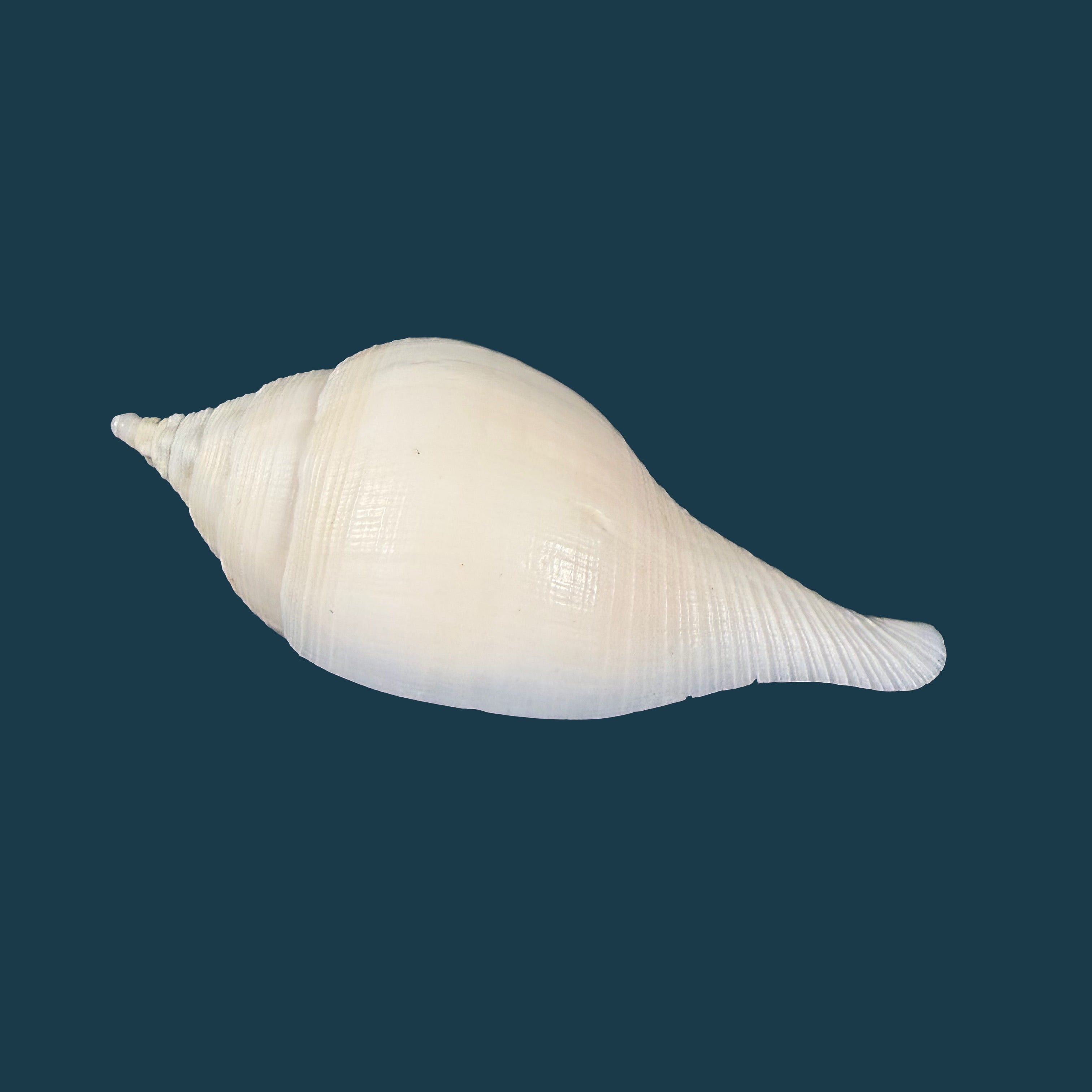 Turbinella laevigata Anton, 1838 - 78mm